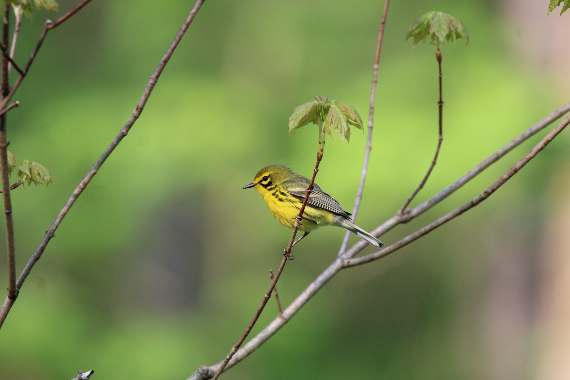 Prairie Warbler
