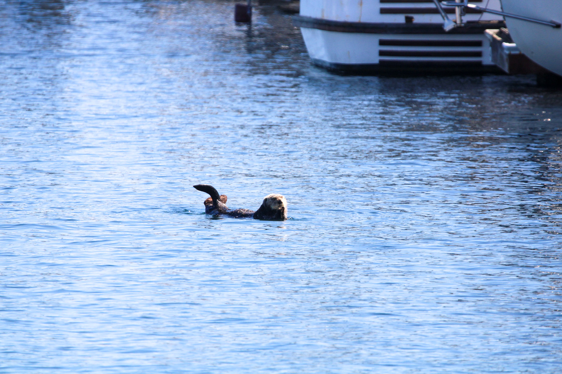 Sea Otter - Monterey Bay, CA