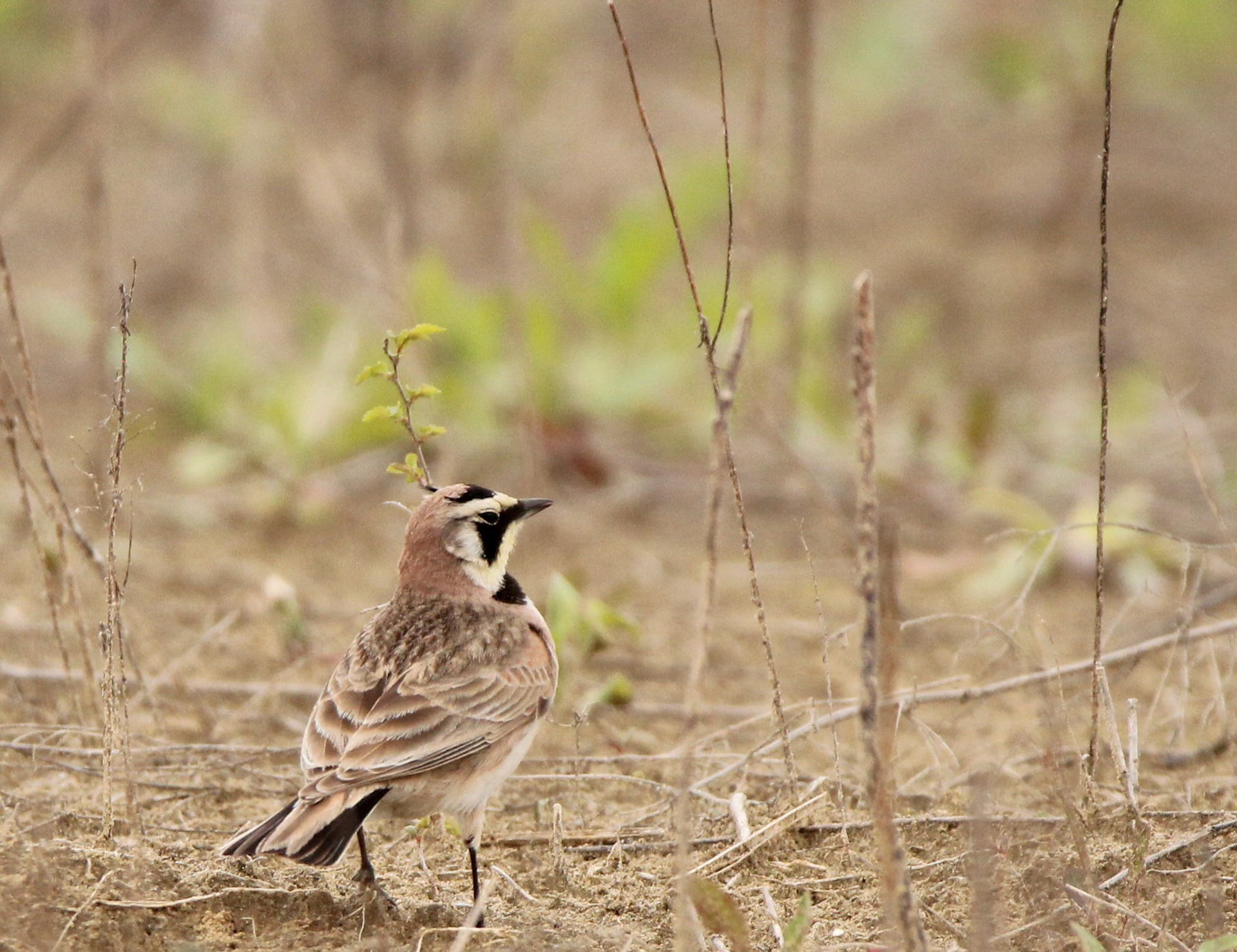 Horned Lark