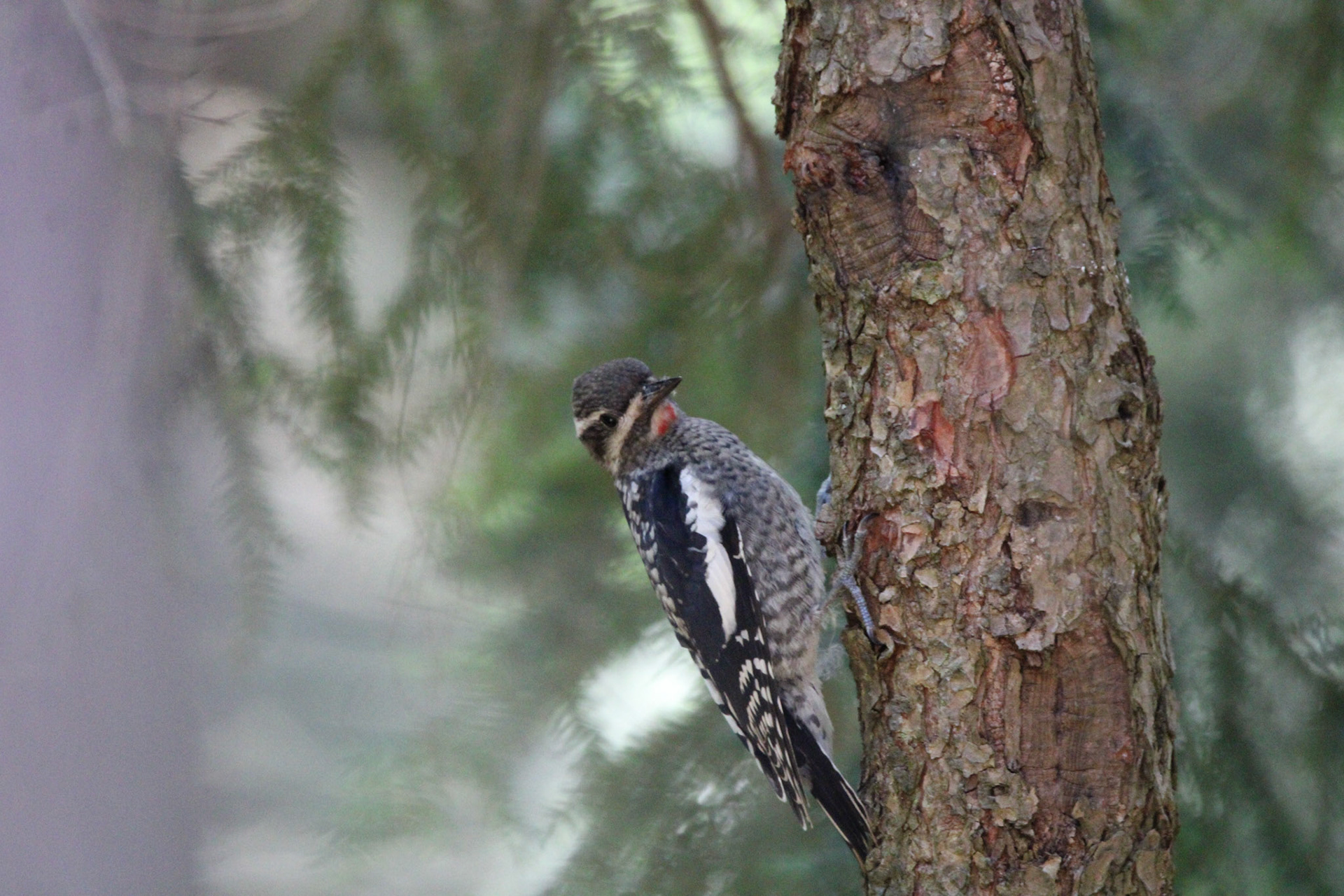 Yellow-bellied Sapsucker
