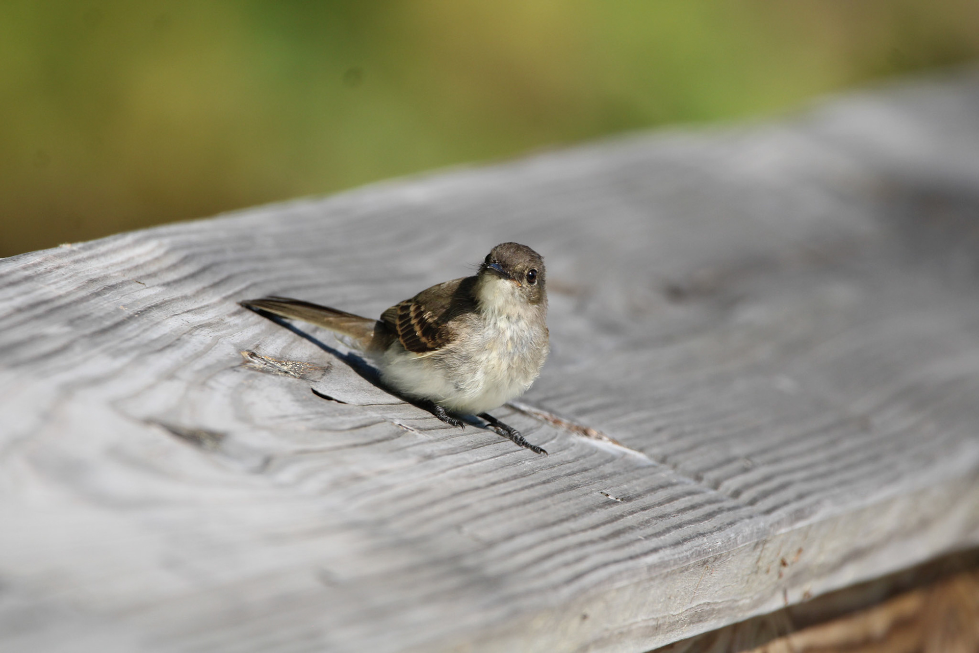 Eastern Wood Pewee