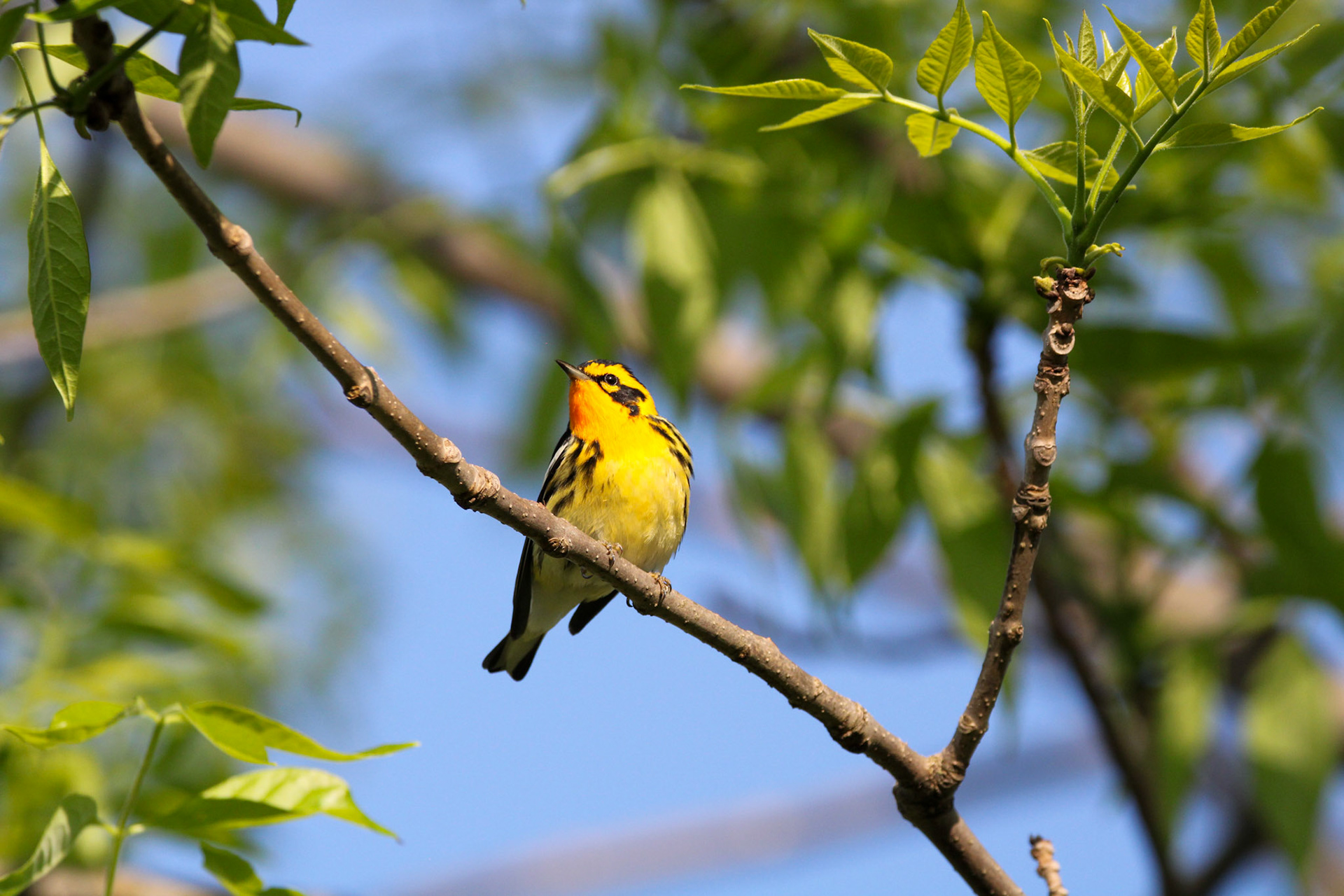 Blackburnian Warbler