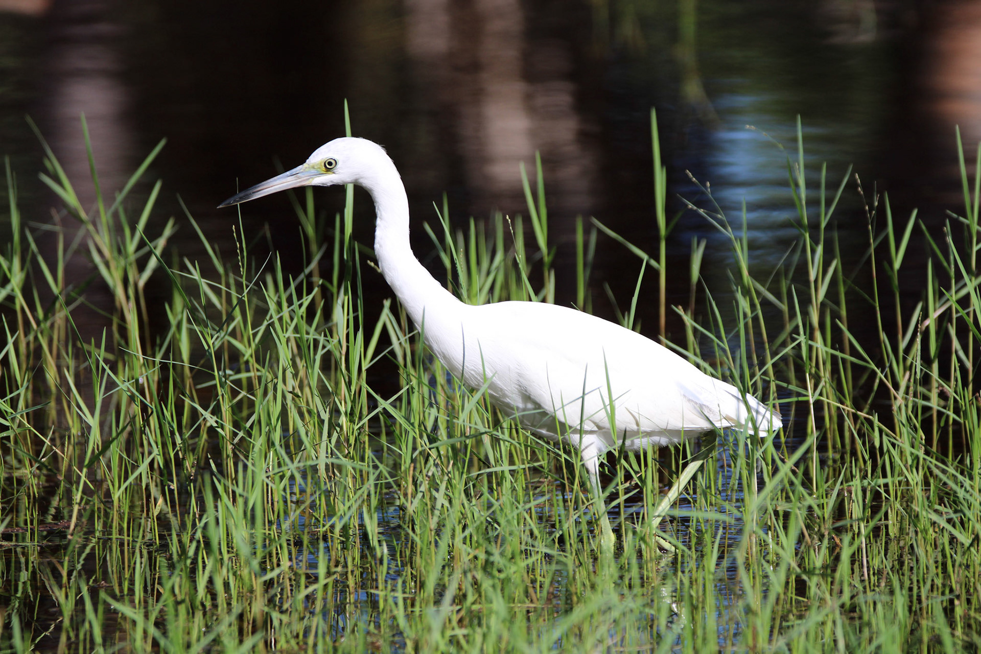 Little Blue Heron