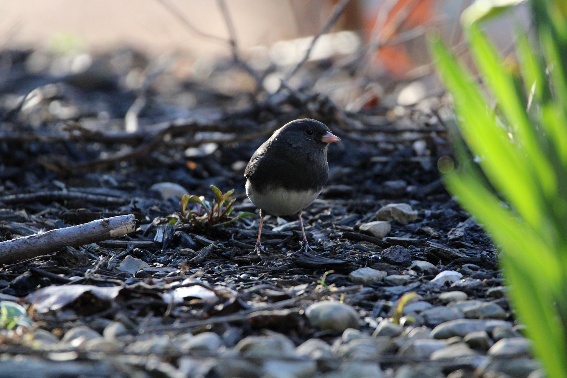 Dark-eyed Junco