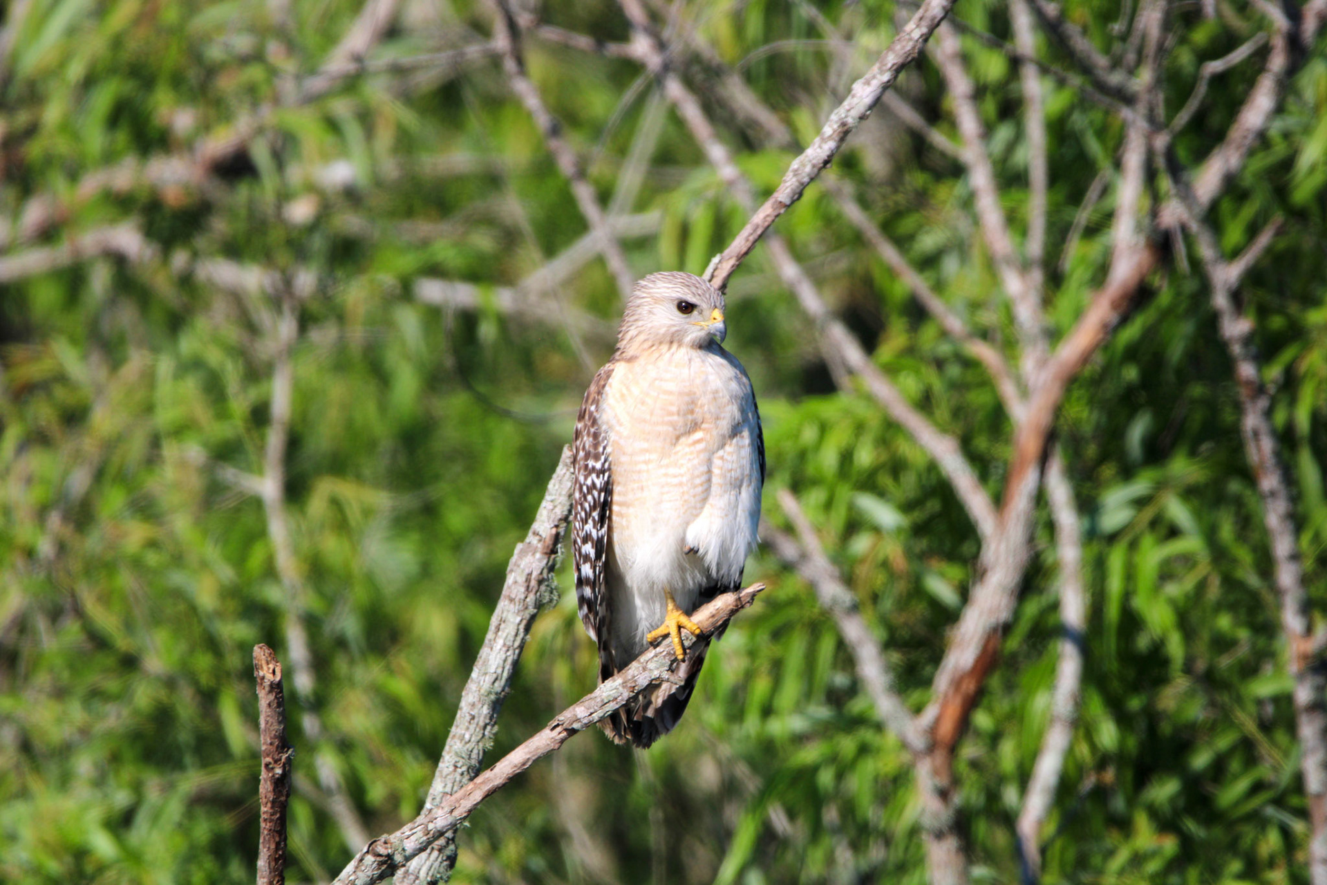 Red-shouldered Hawk - Rotenberger Wildlife Management Area