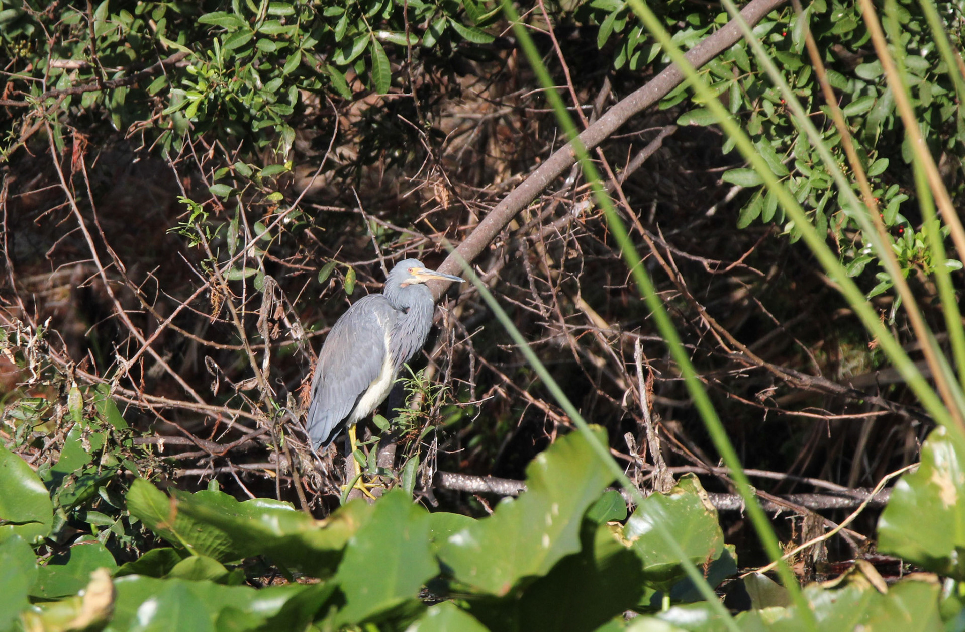 Tri-colored Heron