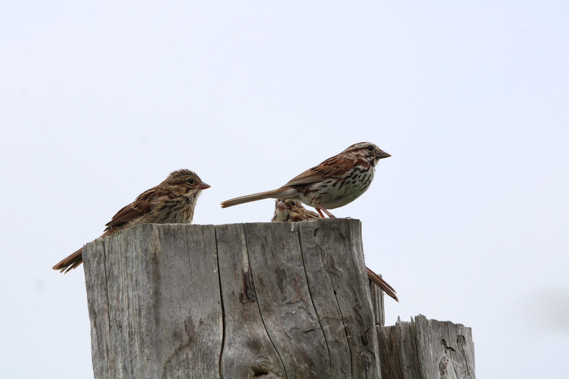 Song Sparrow