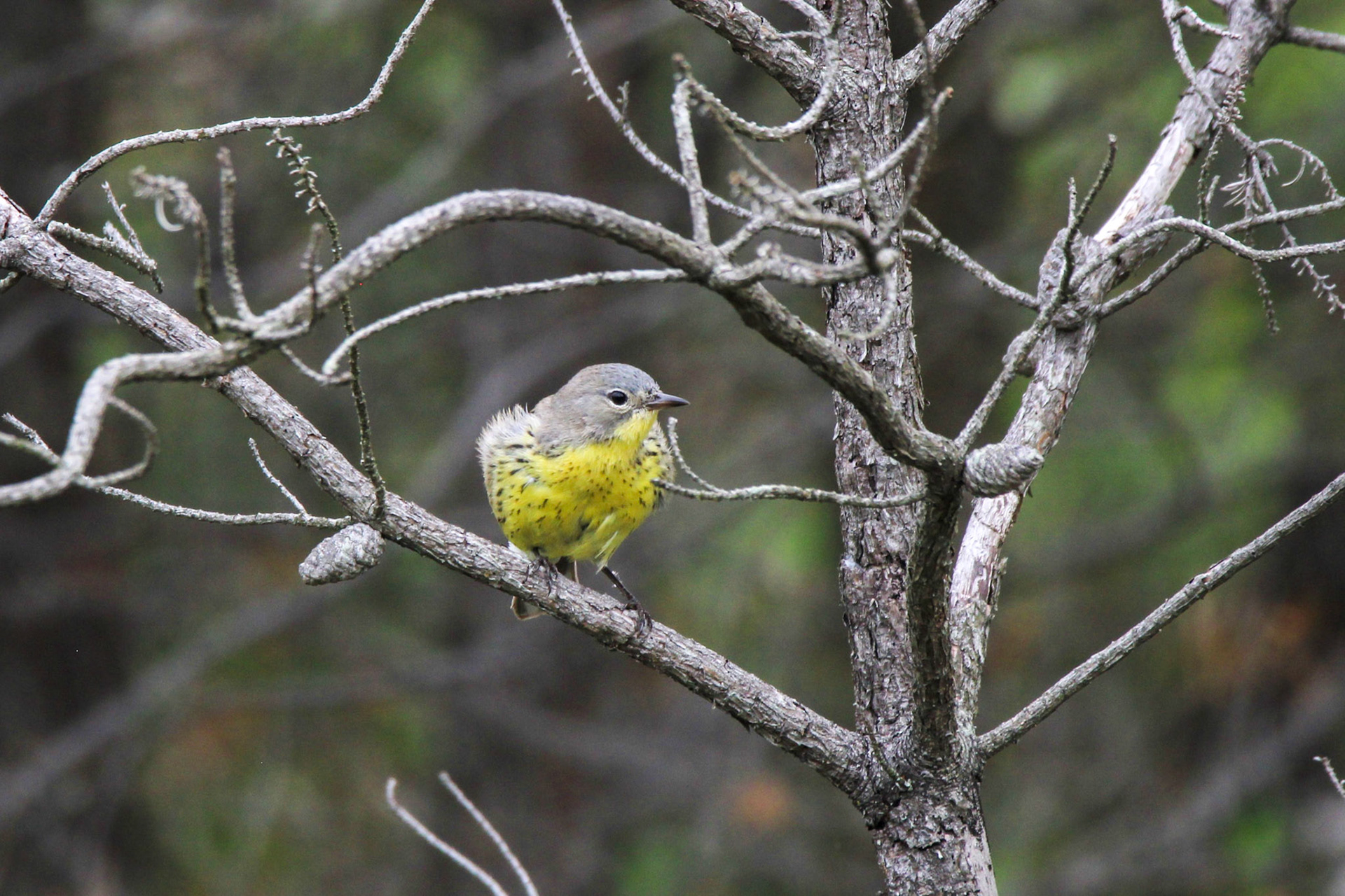 Kirtland's Warbler - Huron National Forest