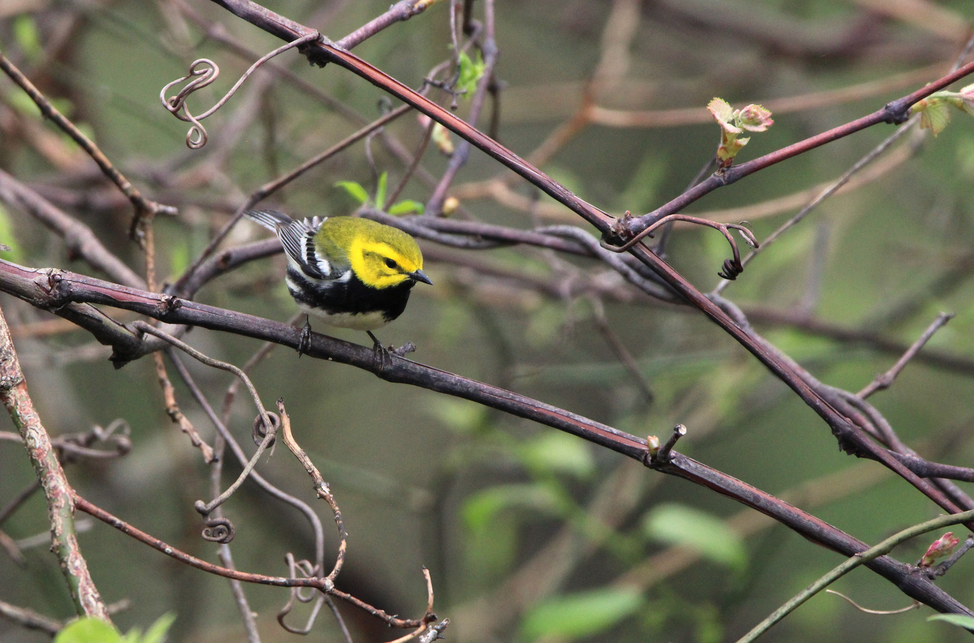 Black-throated Green Warbler