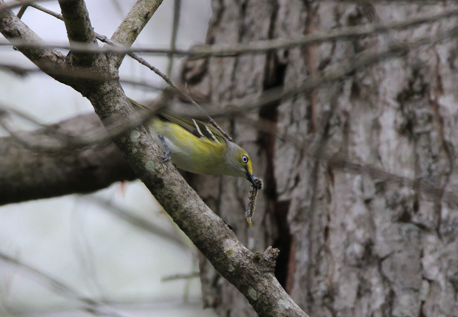 White-eyed Vireo