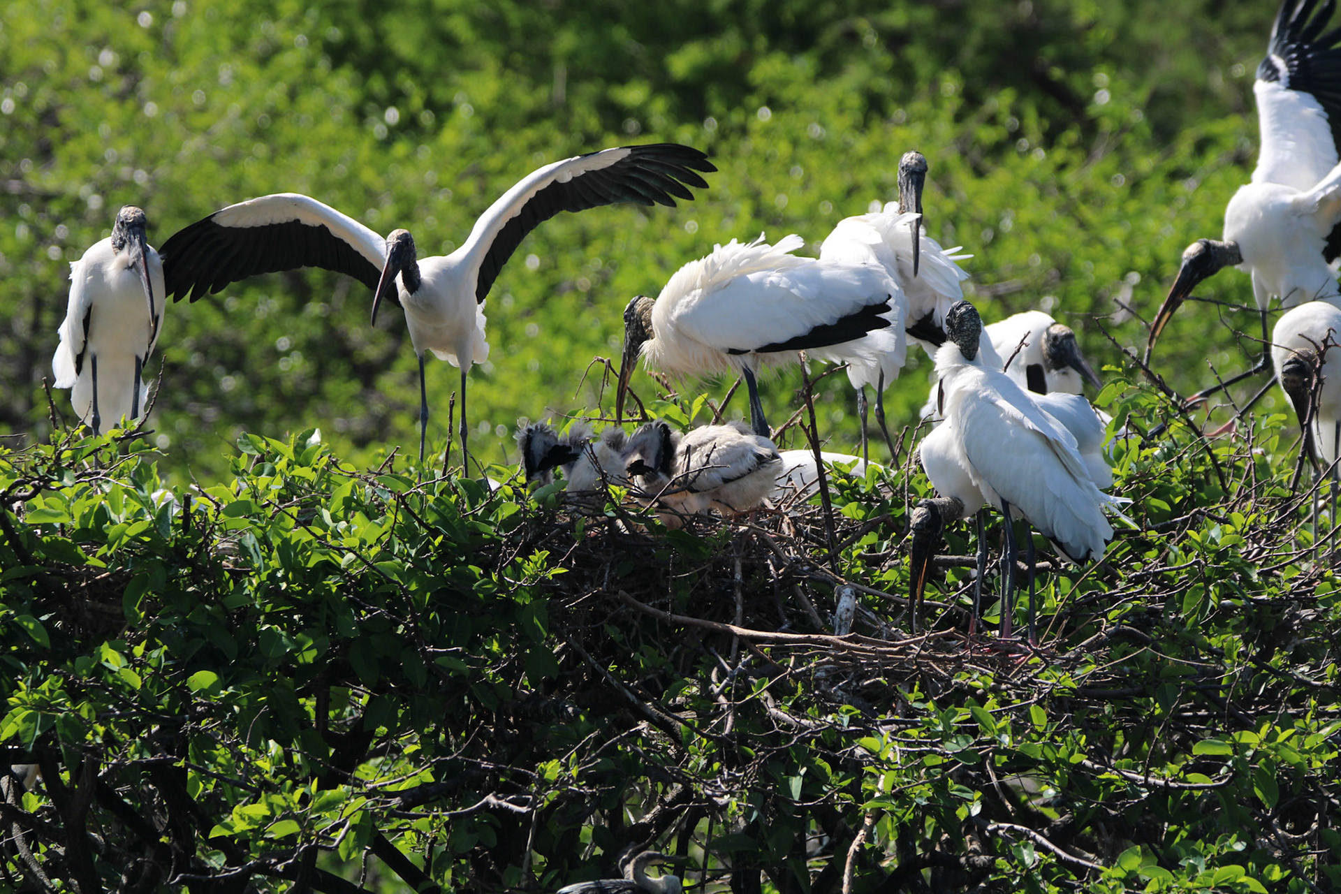 Wood Stork - Wakodahatchee Wetlands