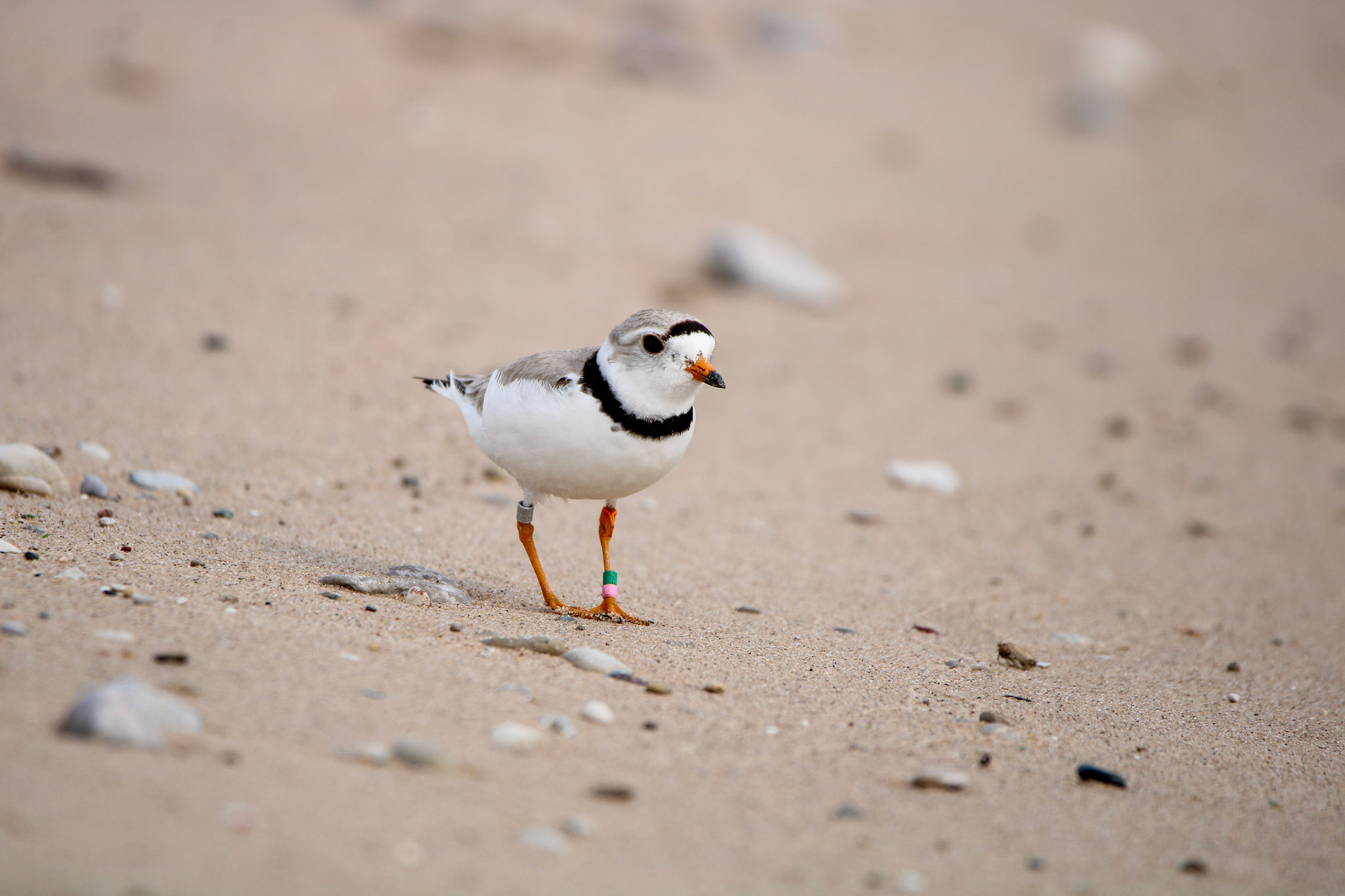 Piping Plover