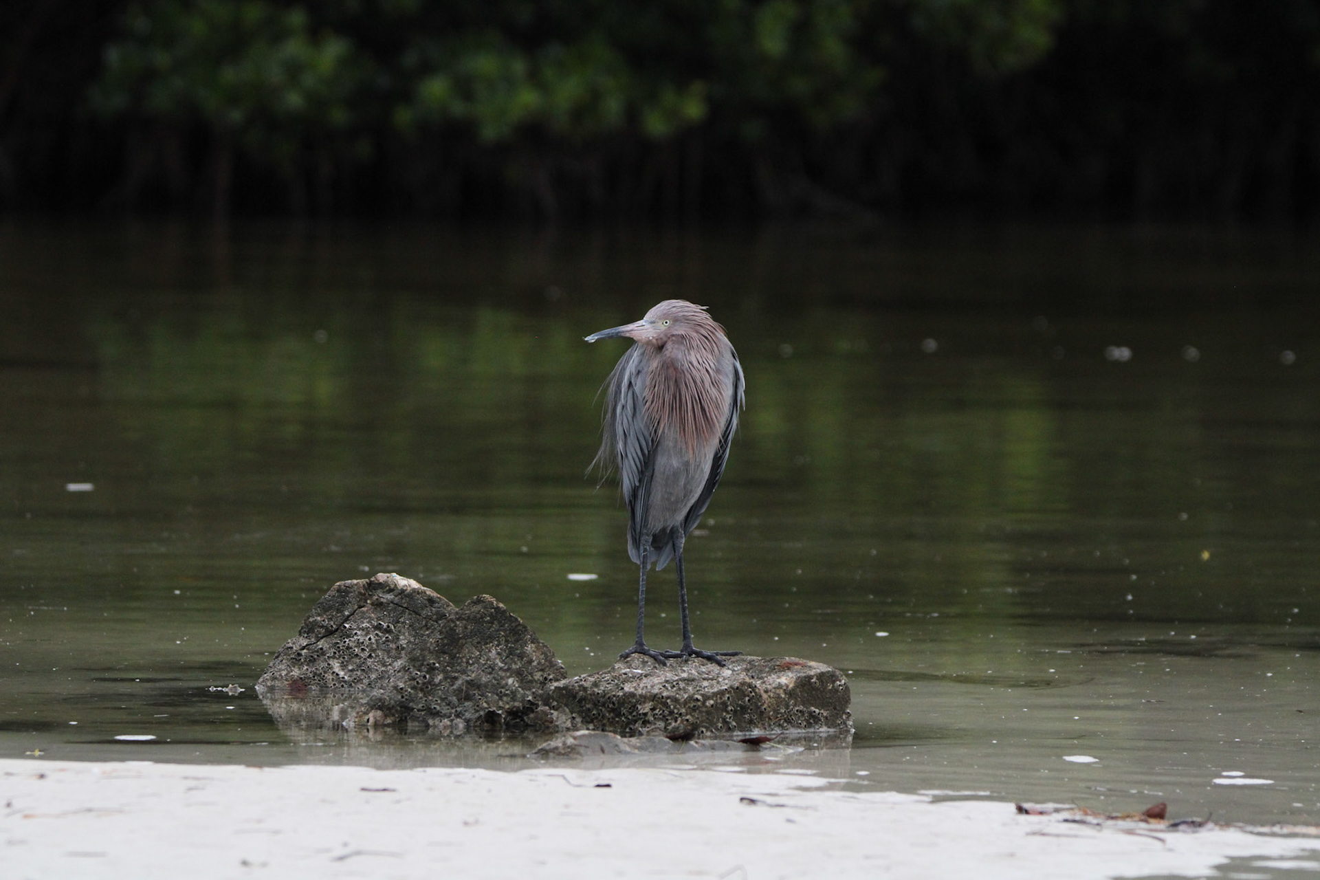Reddish Egret
