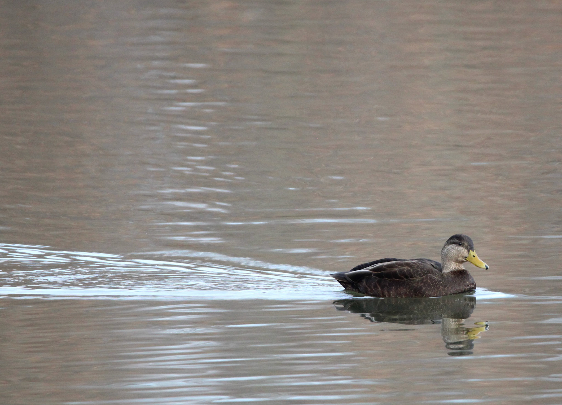 American Black Duck