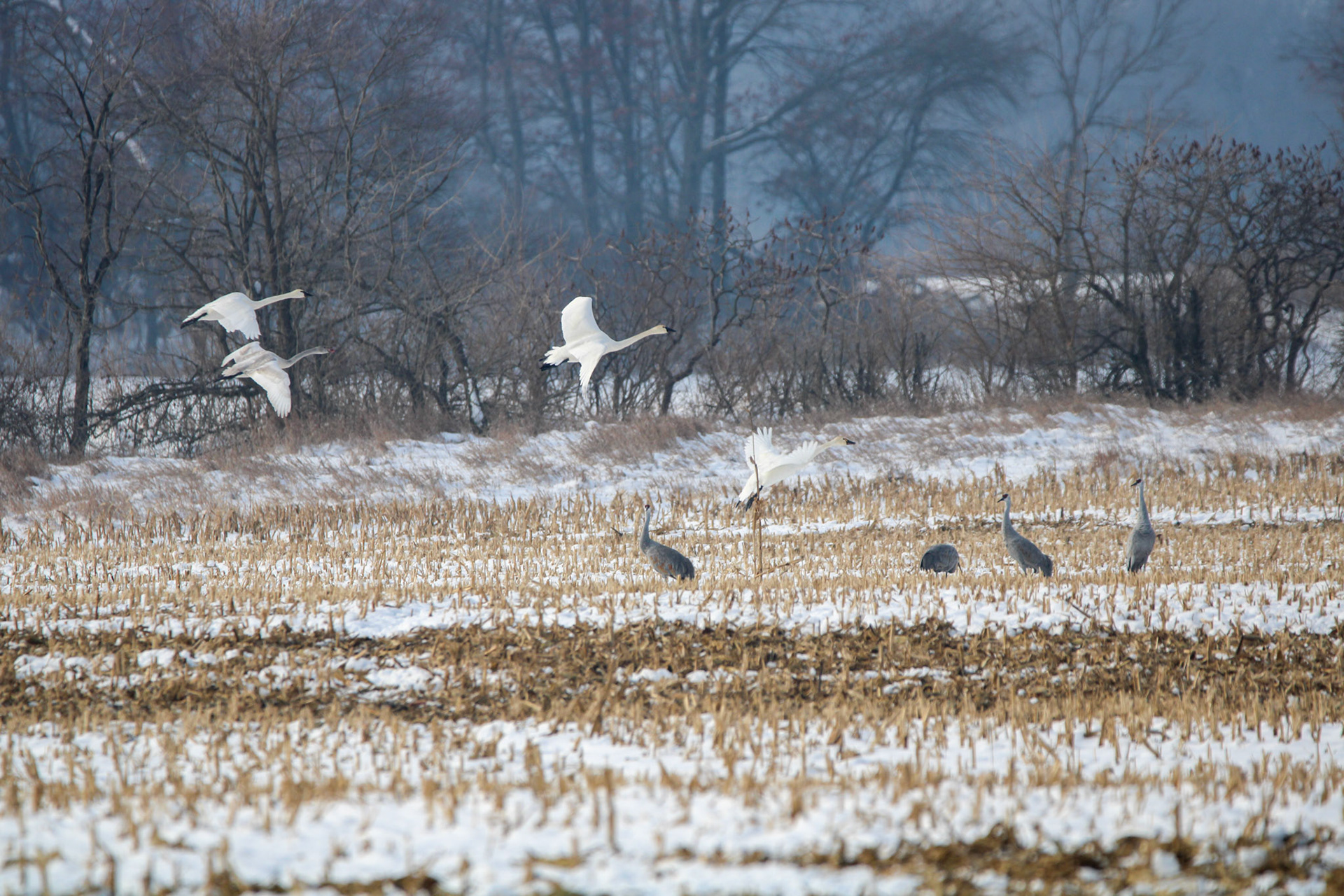 Tundra Swans &amp; Sandhill Cranes