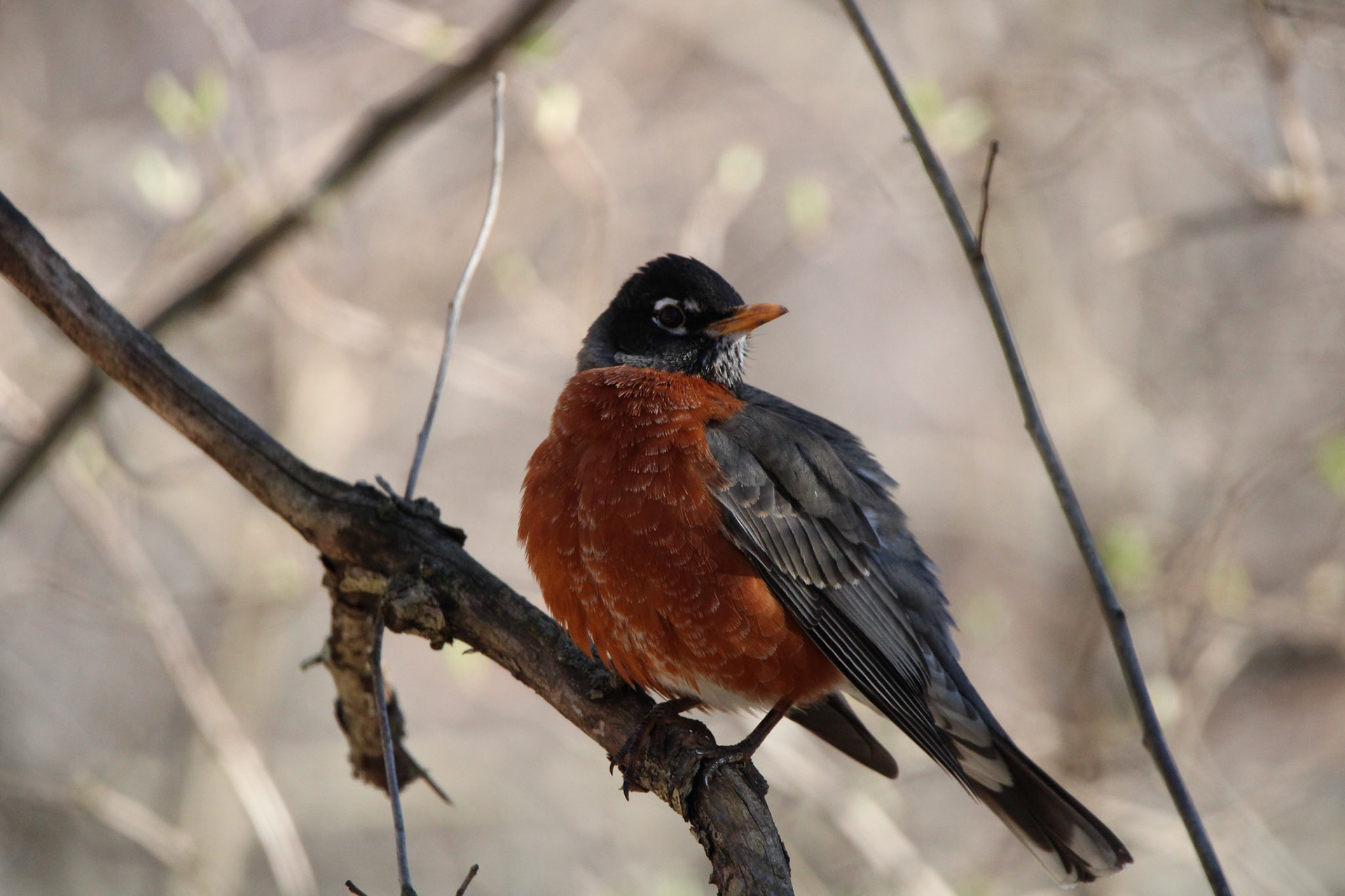 American Robin