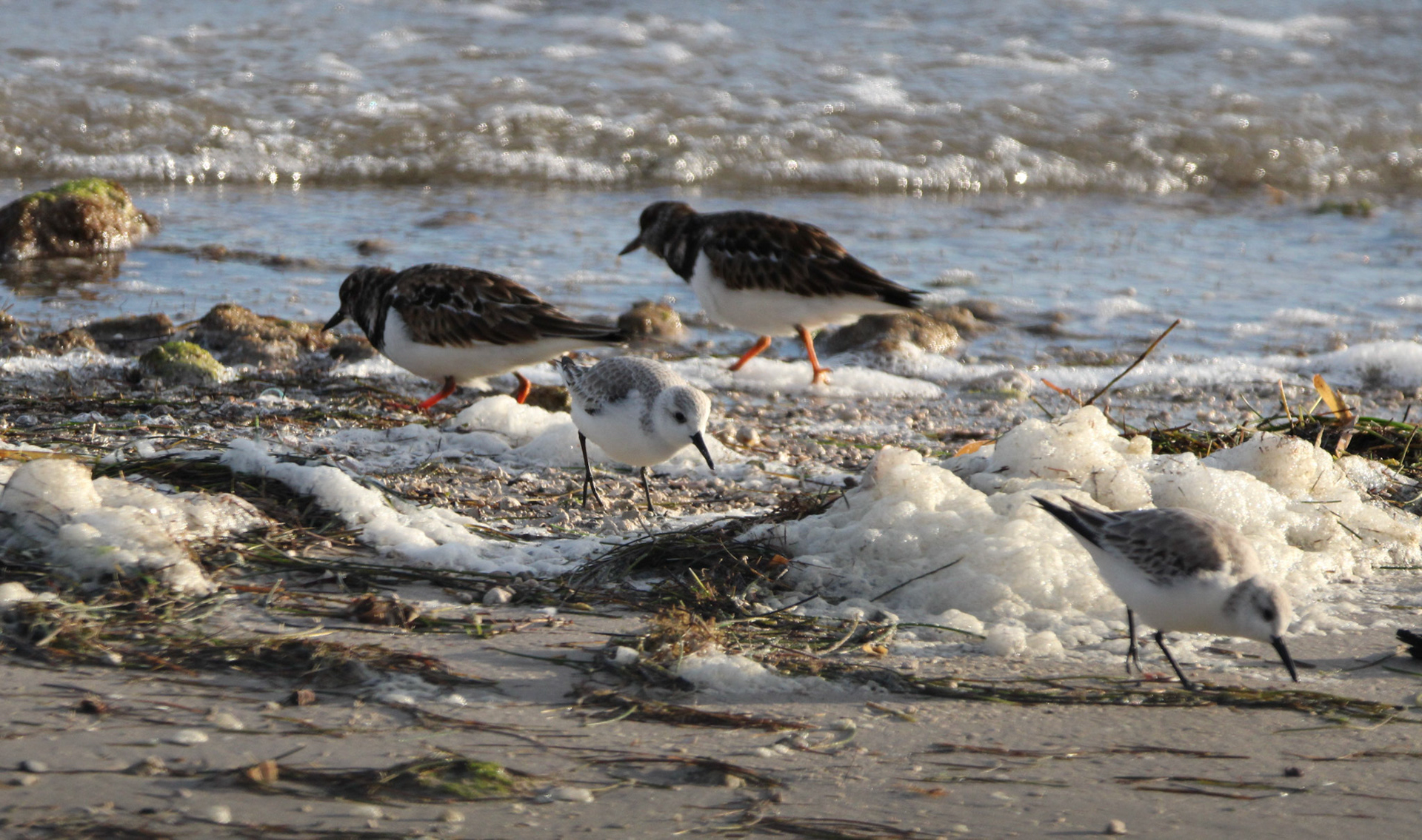 Dunlin and Ruddy Turnstone