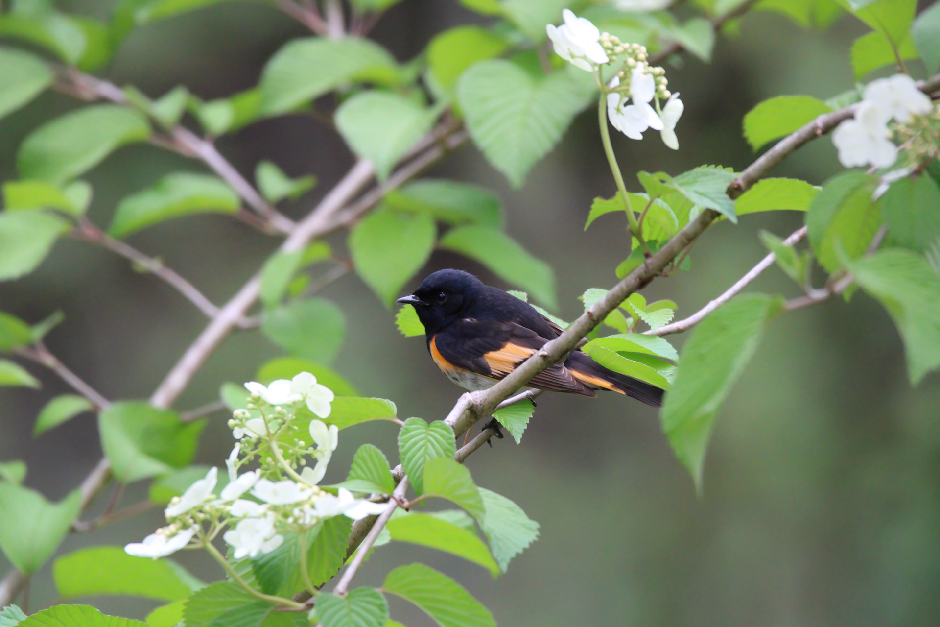 American Redstart