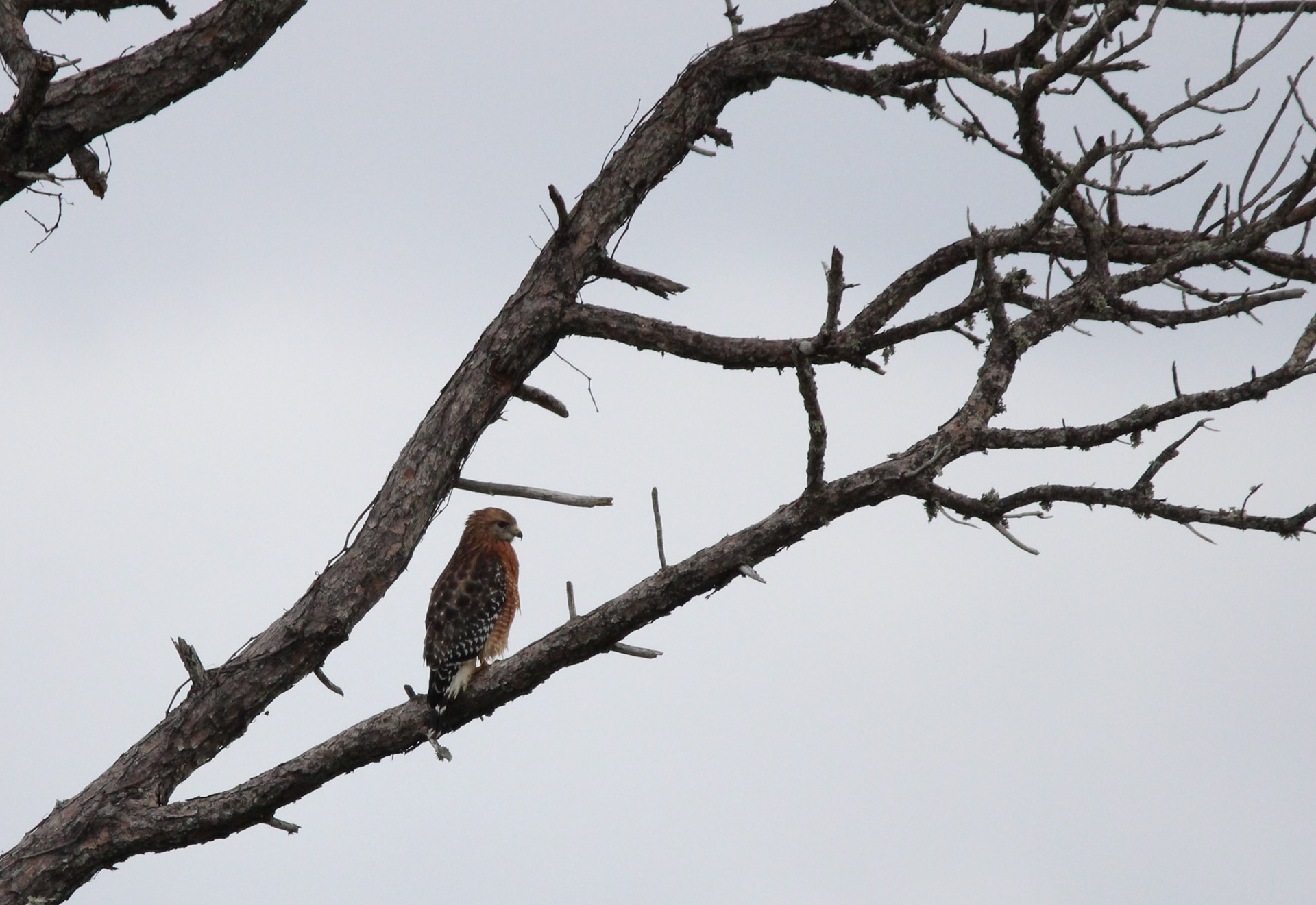 Red-shouldered Hawk