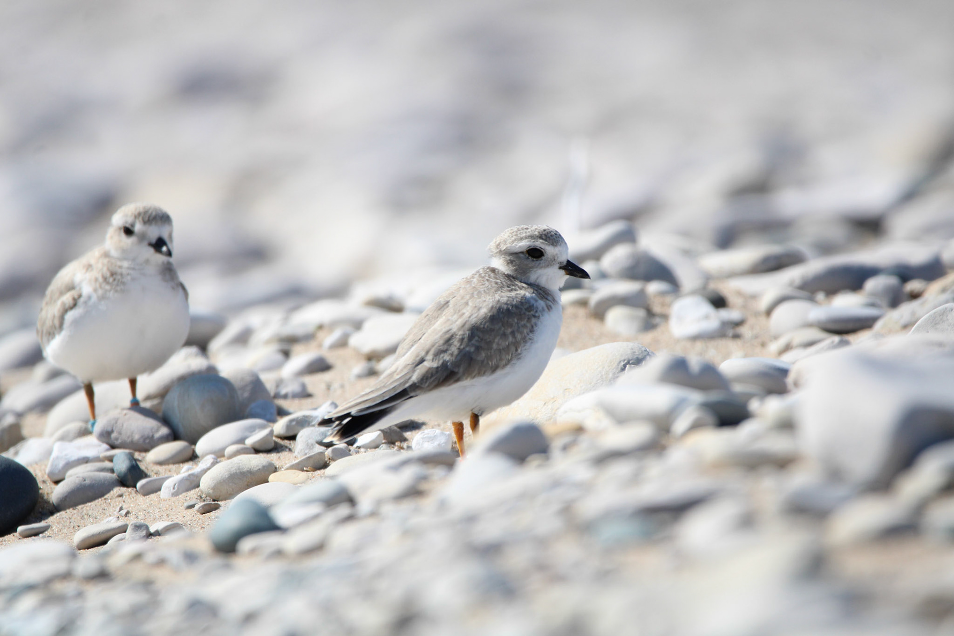 Piping Plover
