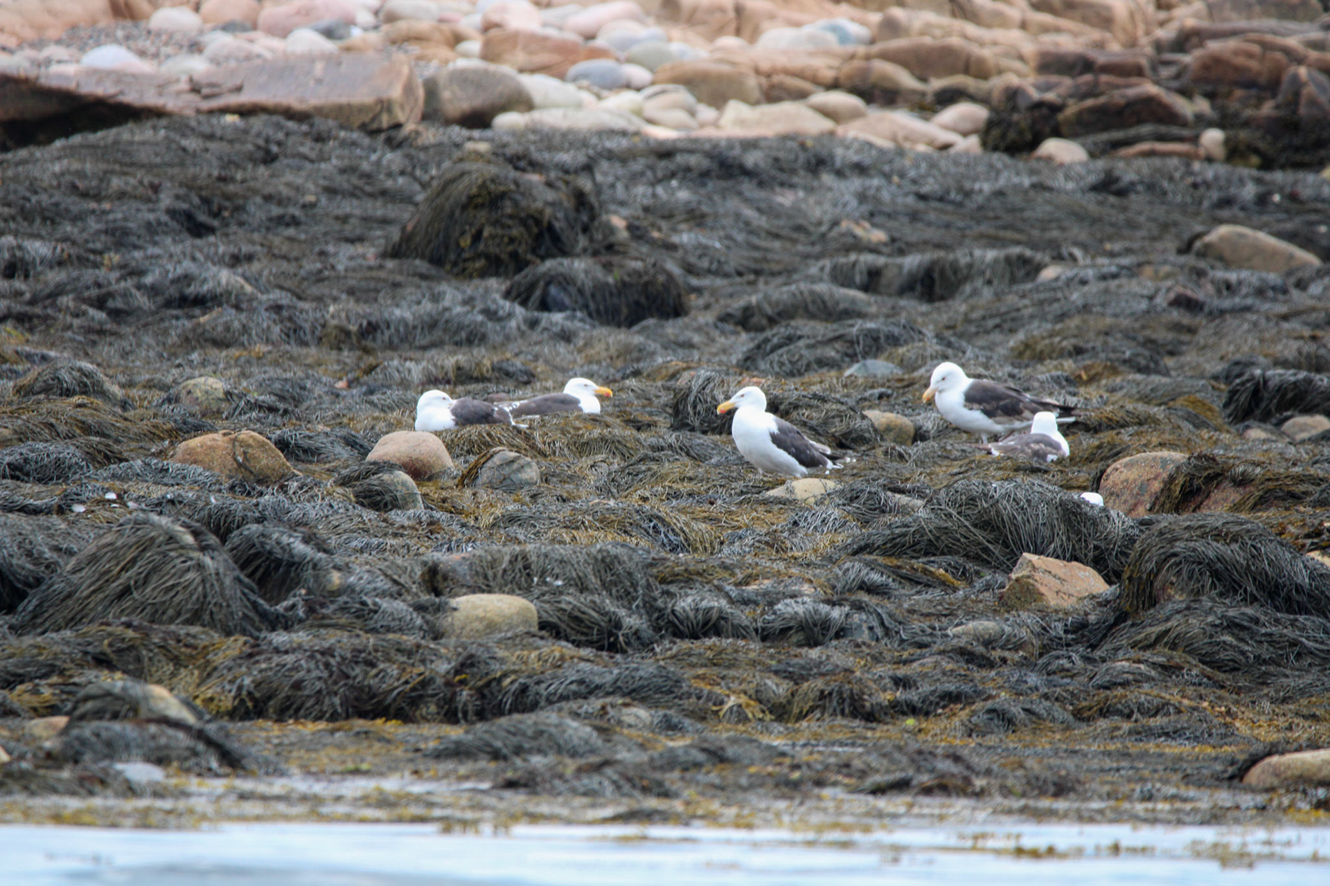 Great Black Backed Gull
