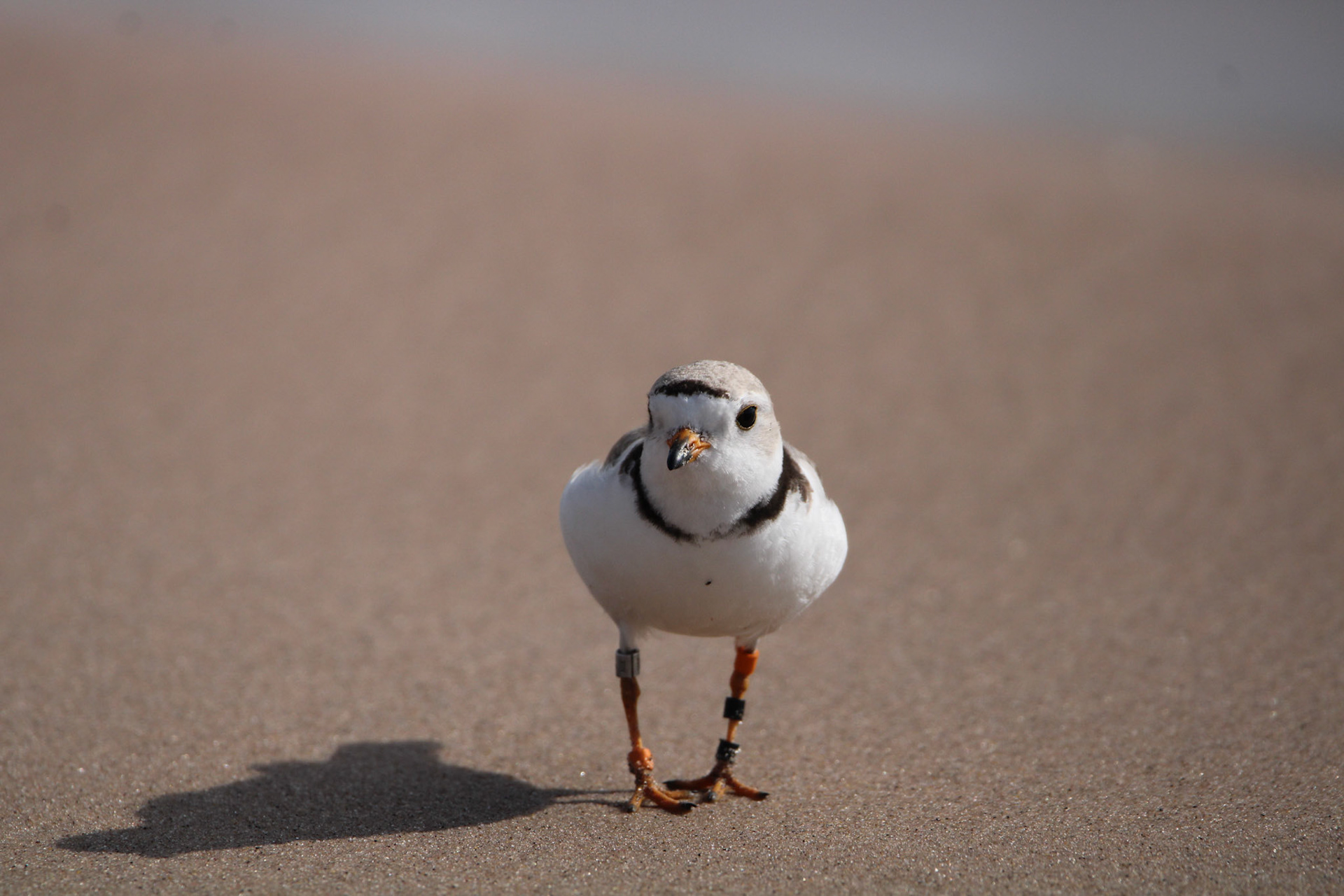 Piping Plover