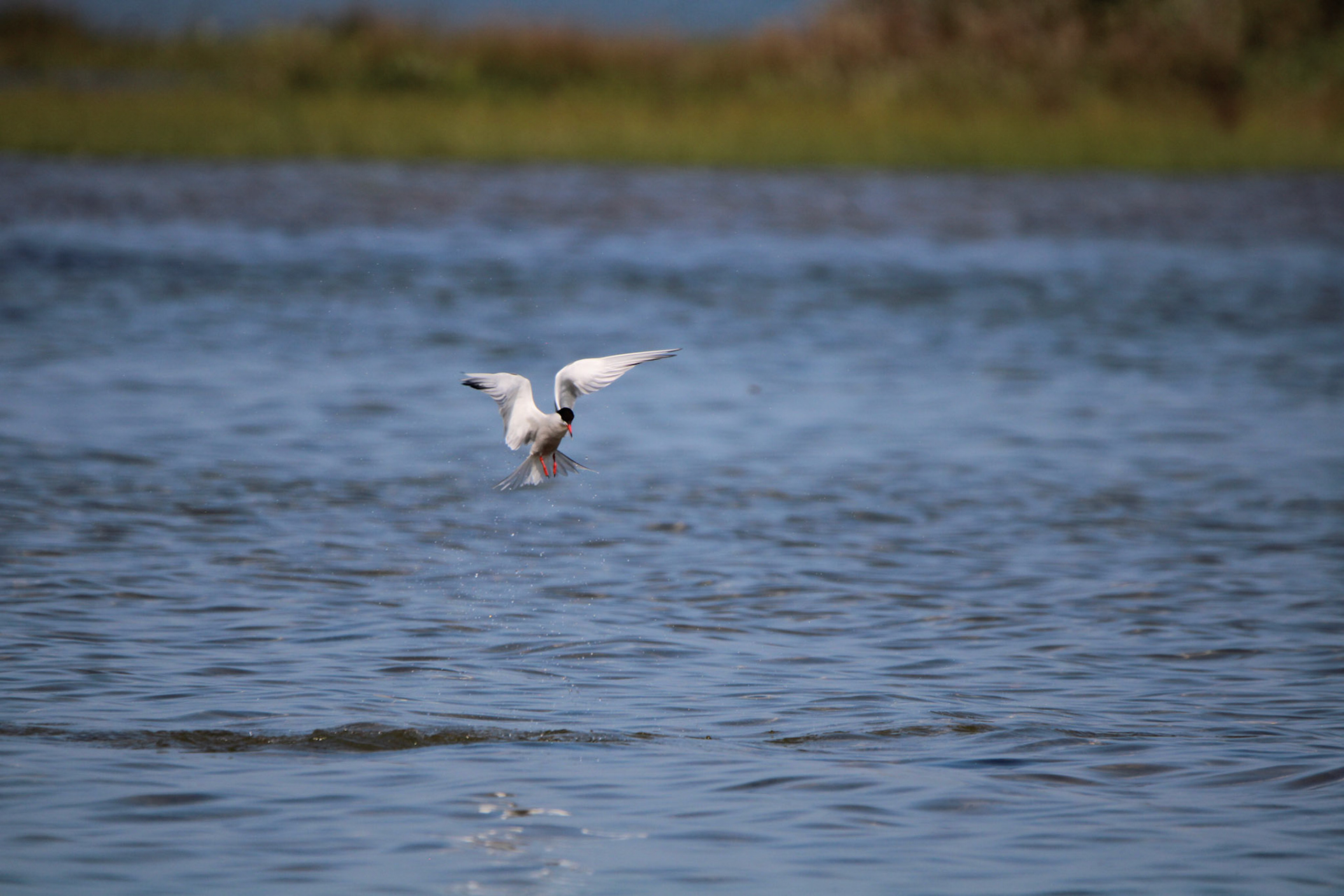 Common Tern