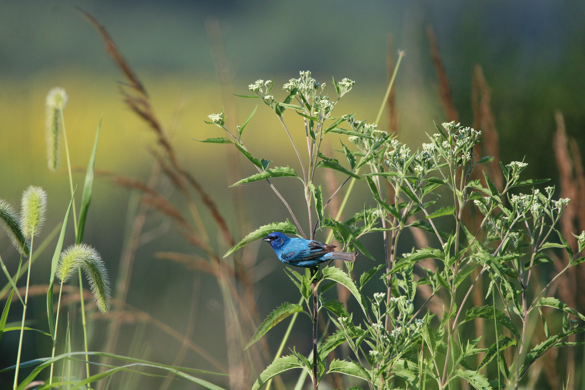 Indigo Bunting