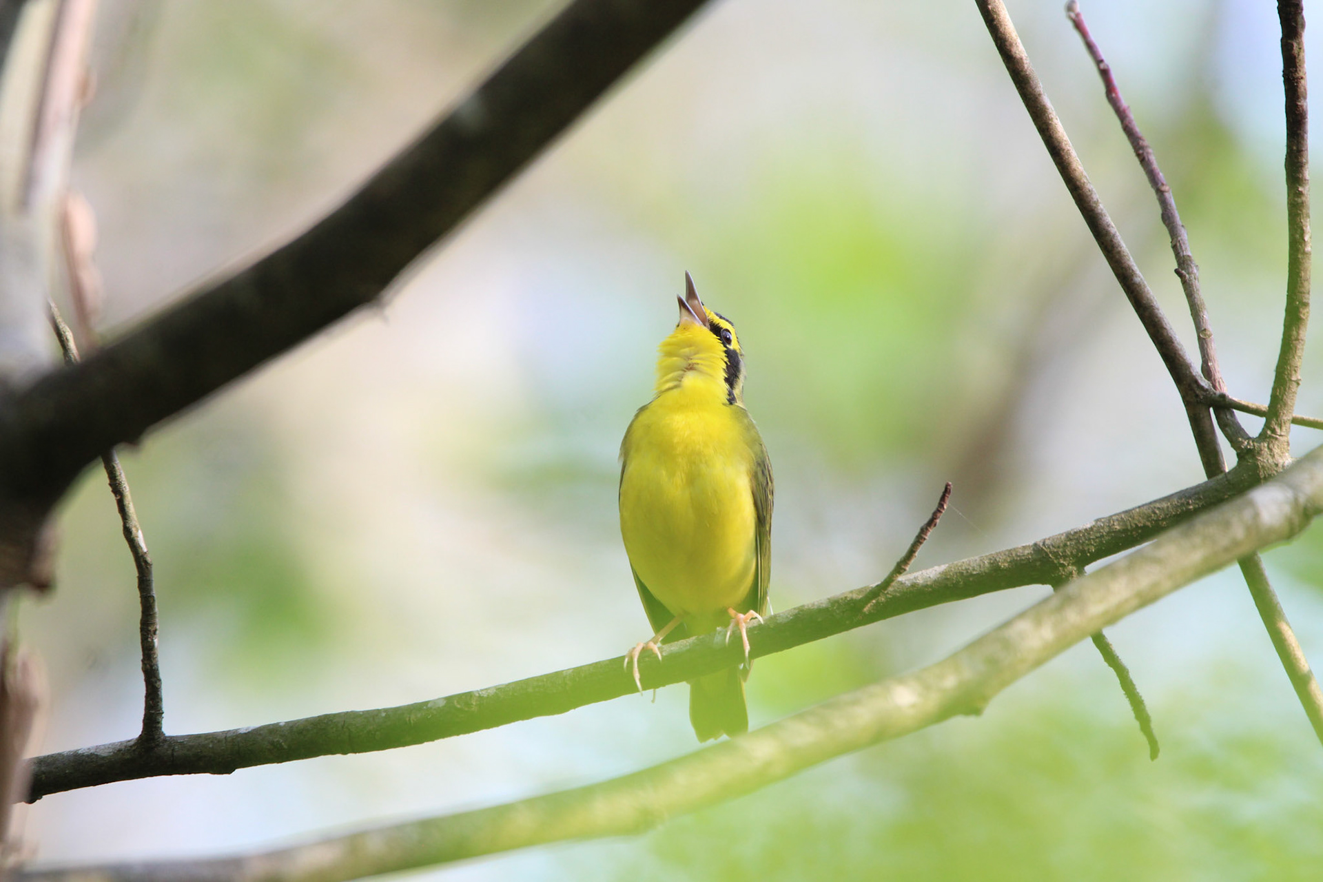 Kentucky Warbler