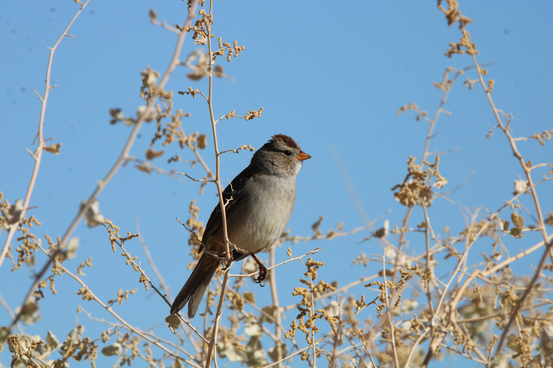 White-crowned Sparrow