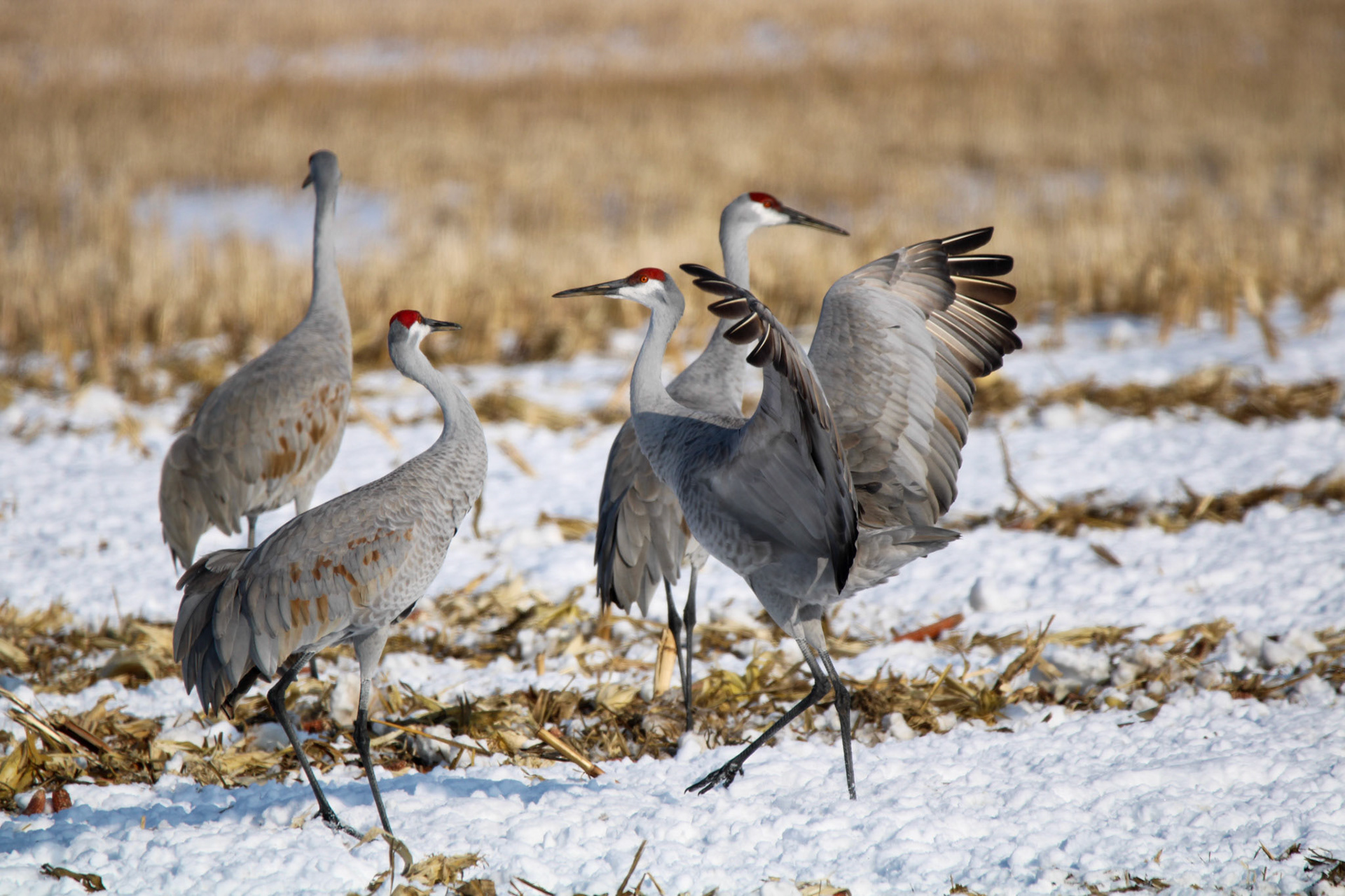 Sandhill Cranes