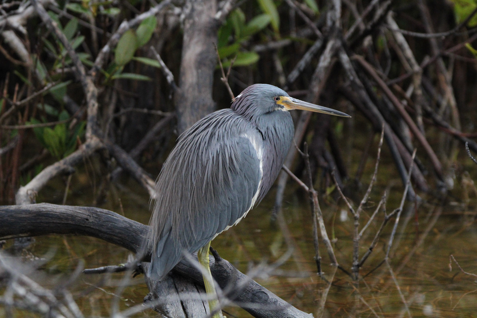 Tri-colored Heron