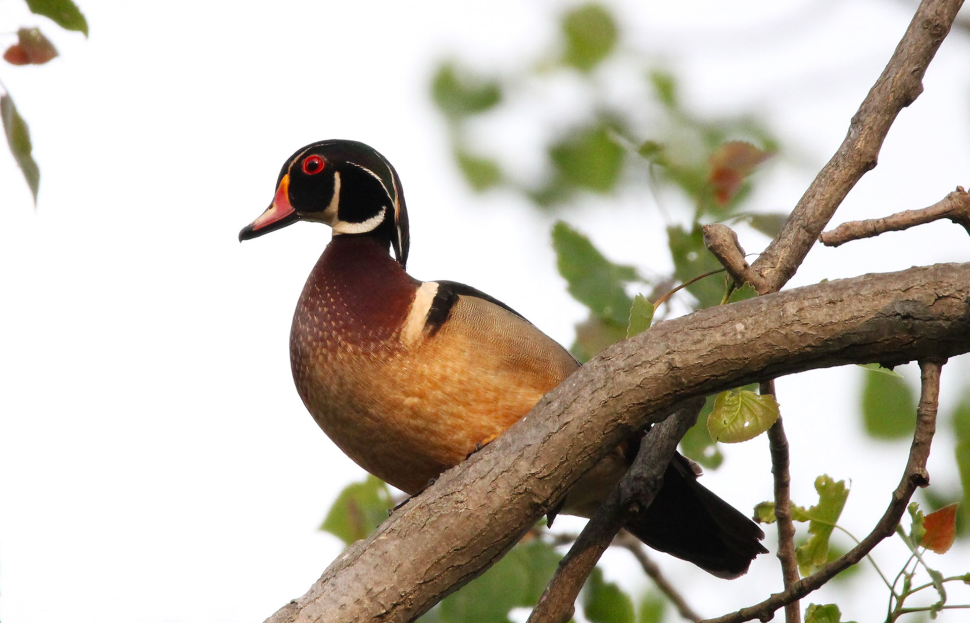 Wood Duck