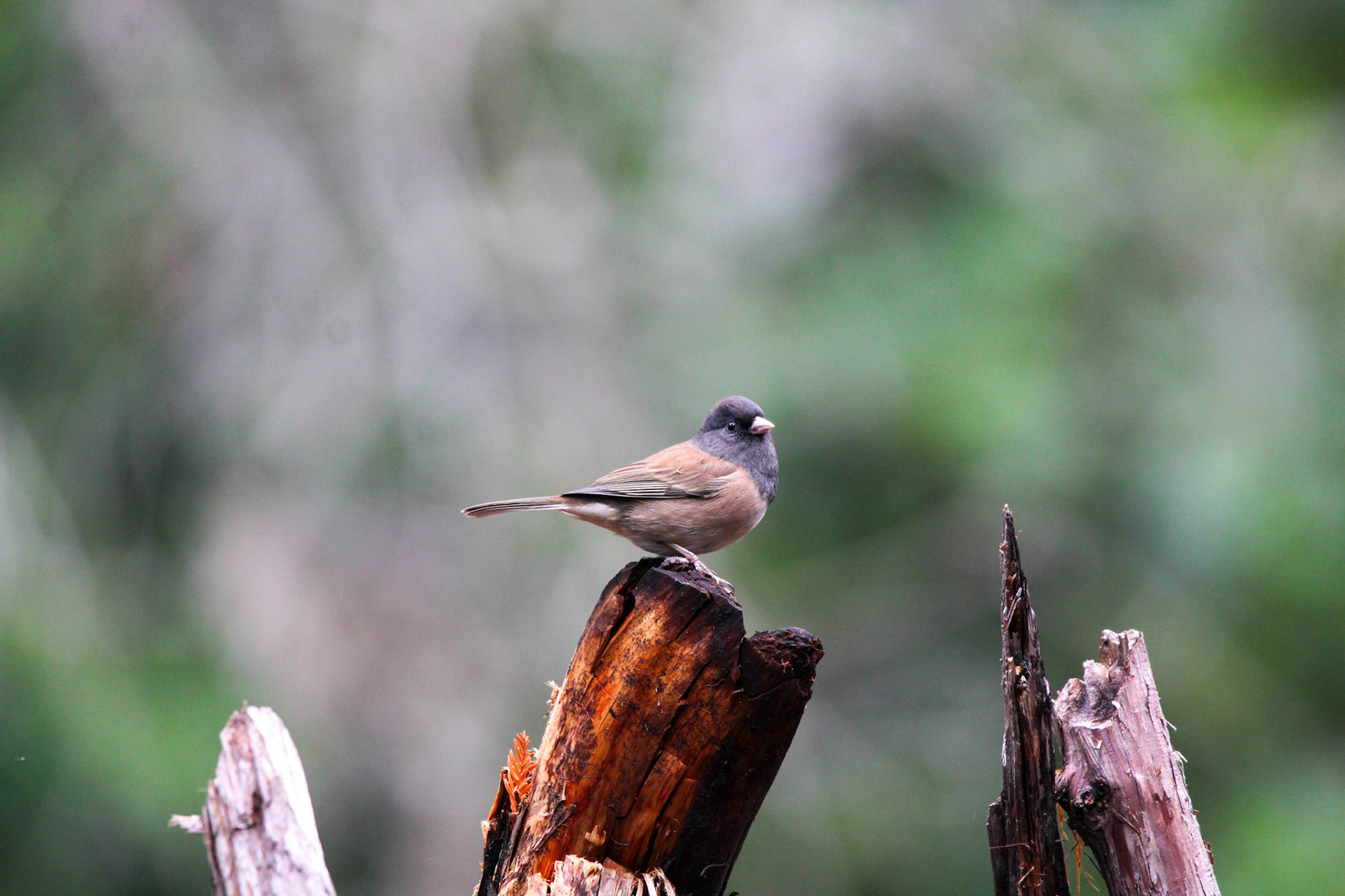 Dark-eyed Junco - Big Basin Redwoods State Park