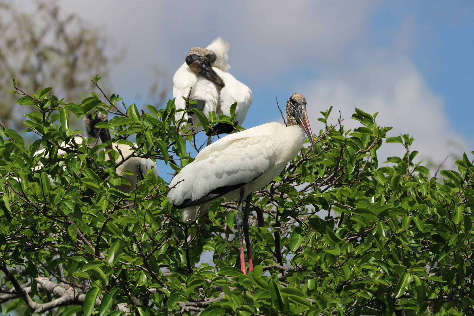 Wood Stork - Wakodahatchee Wetlands