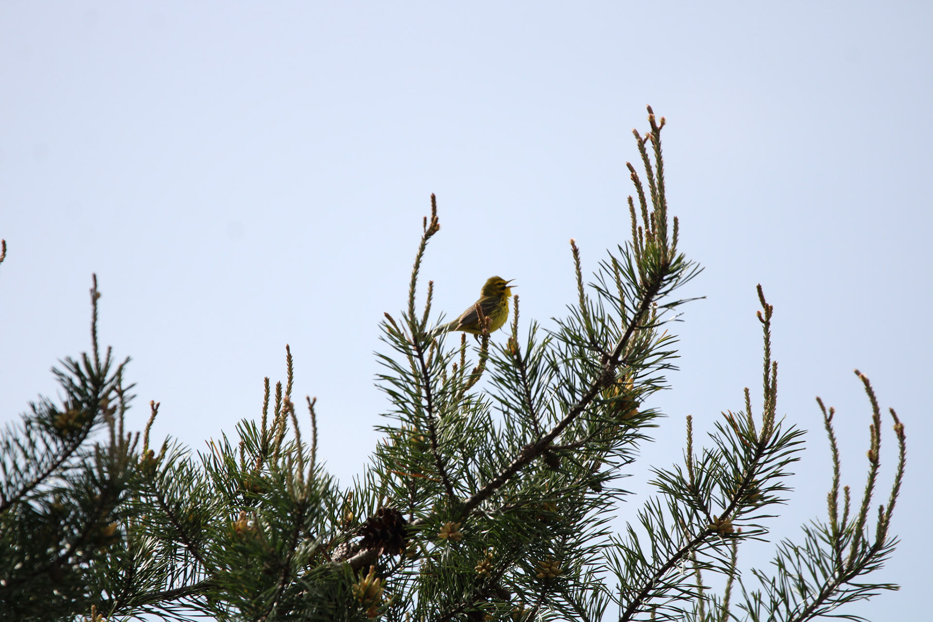 Prairie Warbler