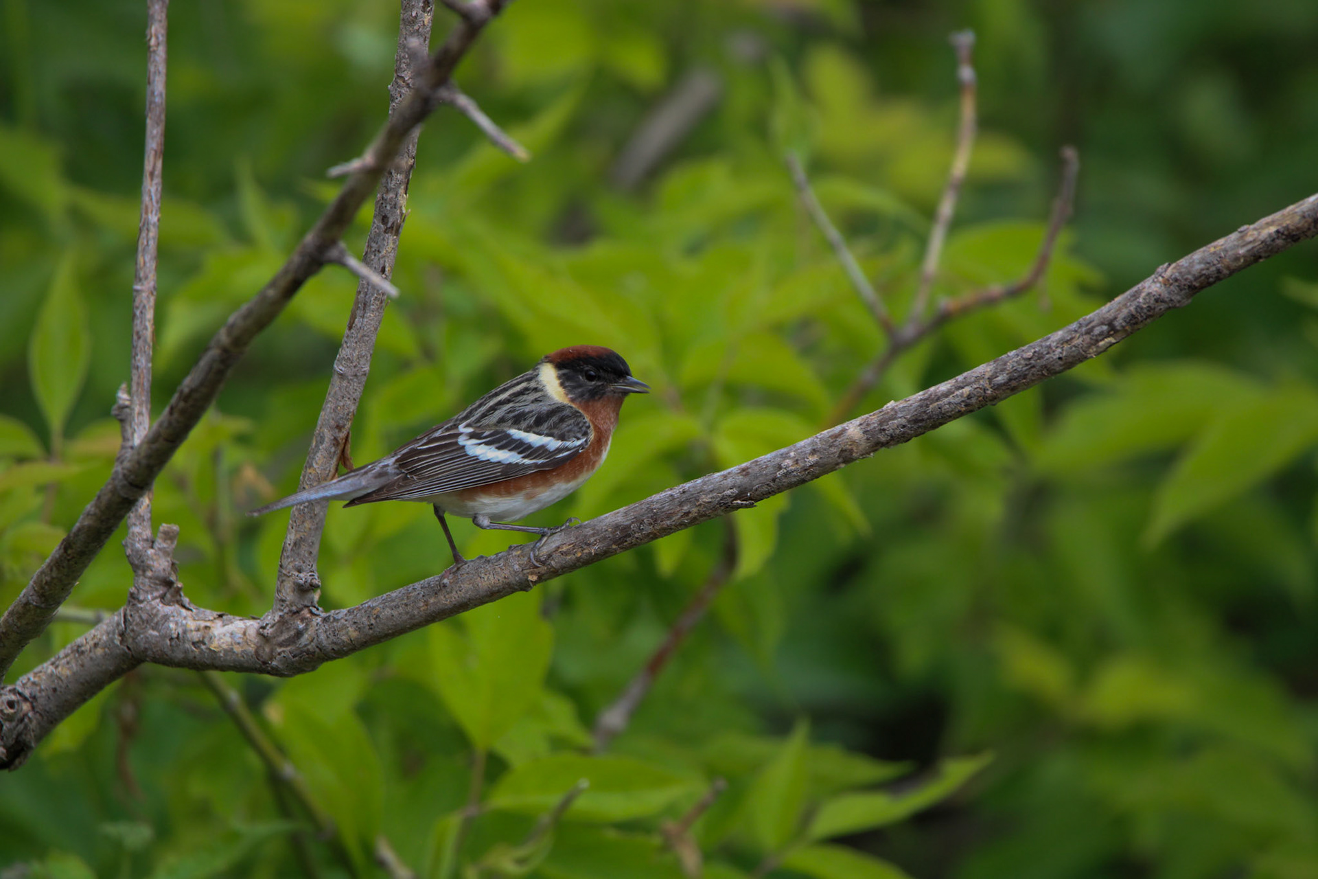 Bay-breasted Warbler