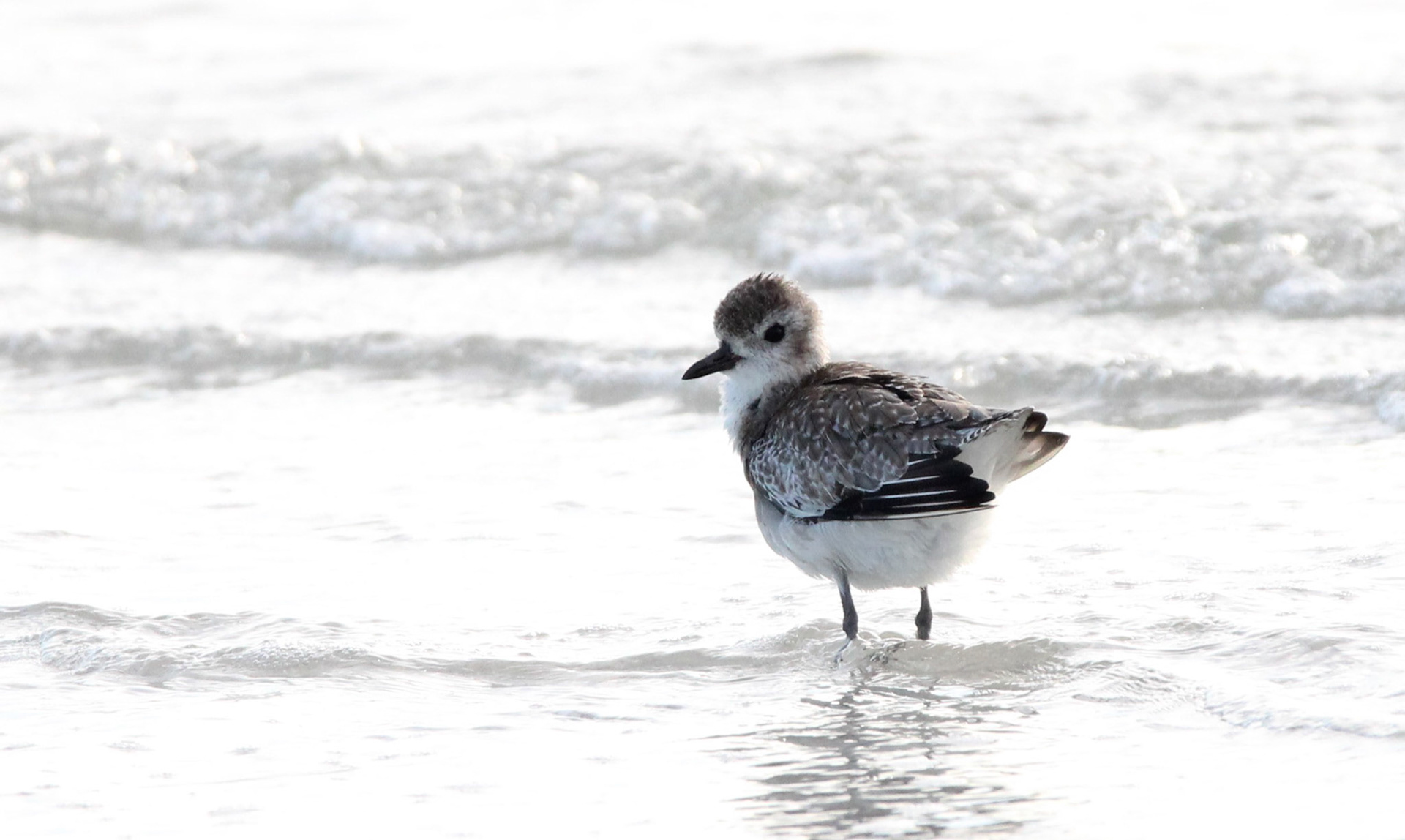 Black-bellied Plover