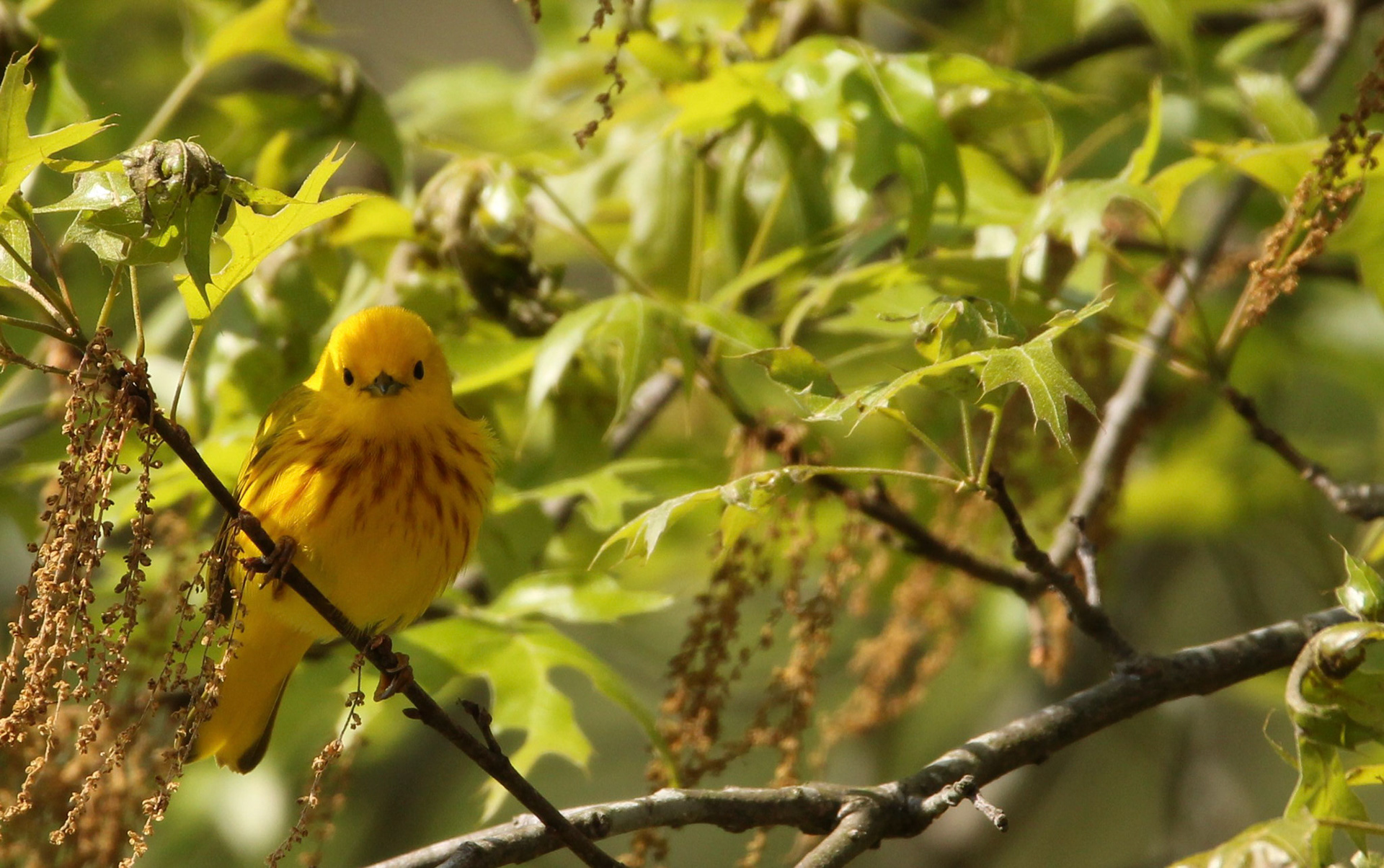 Yellow Warbler