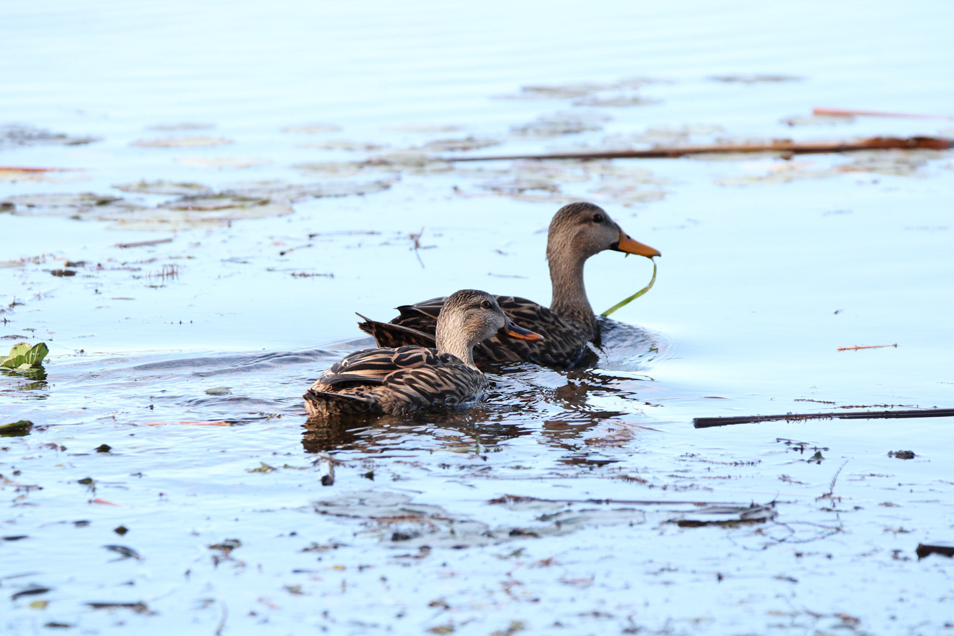Mottled Duck