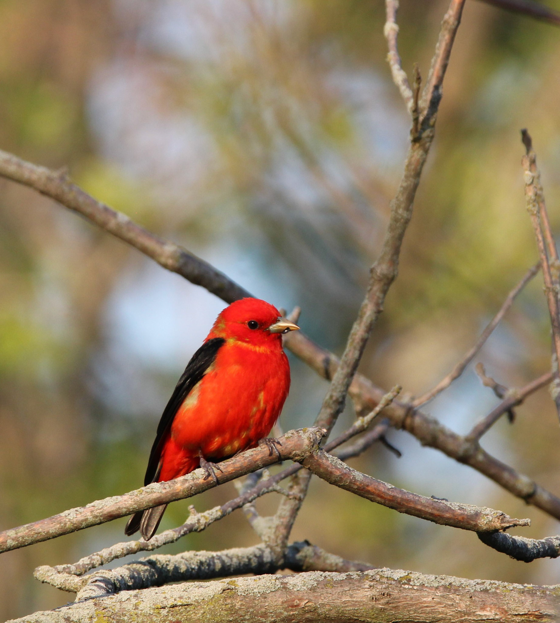 Scarlet Tanager