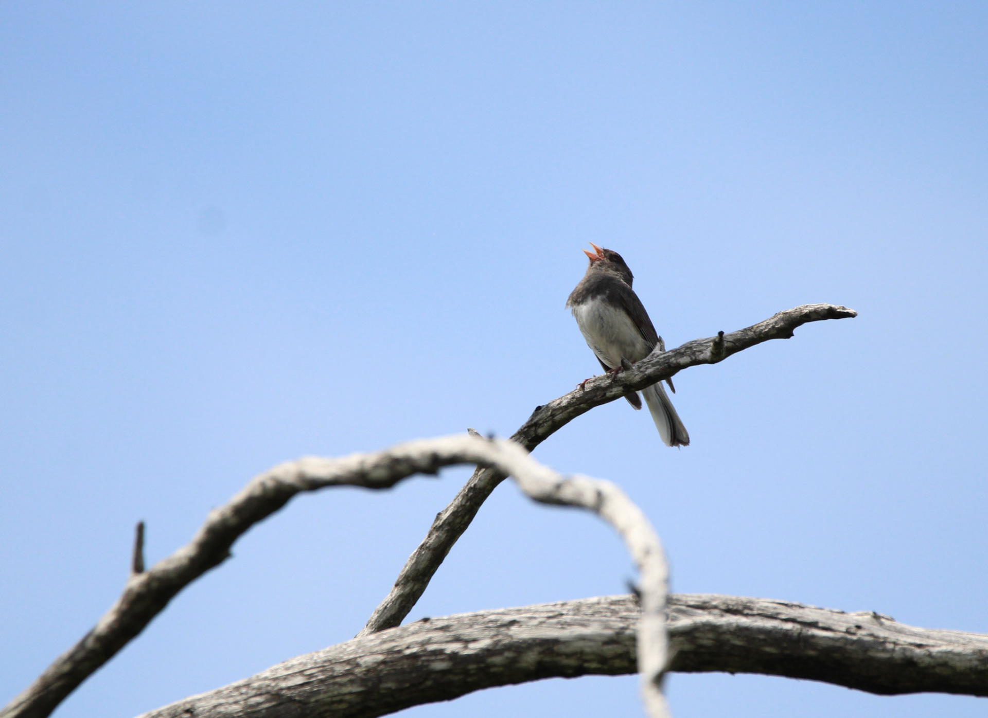Dark-eyed Junco