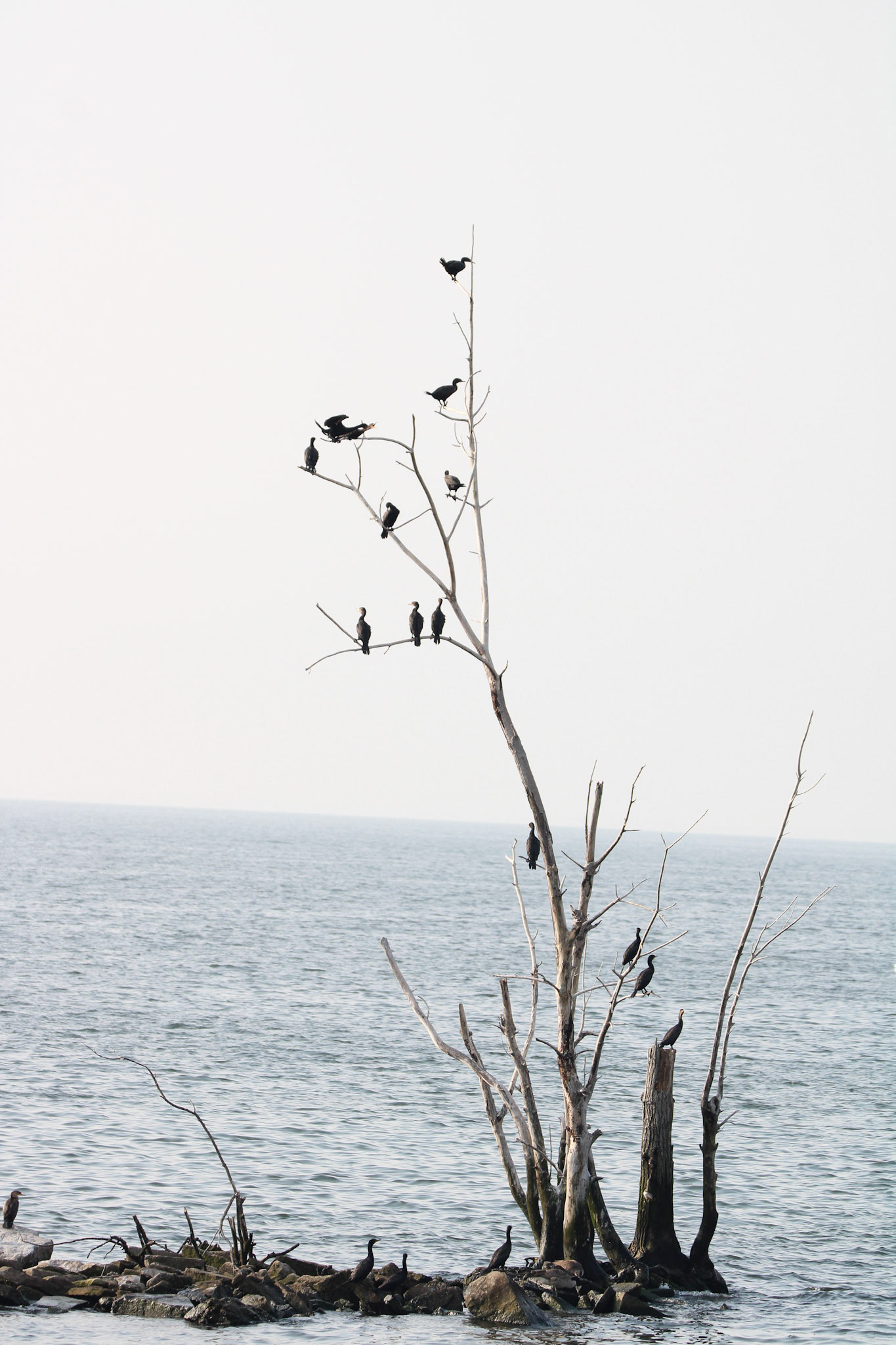 Double-crested Cormorant