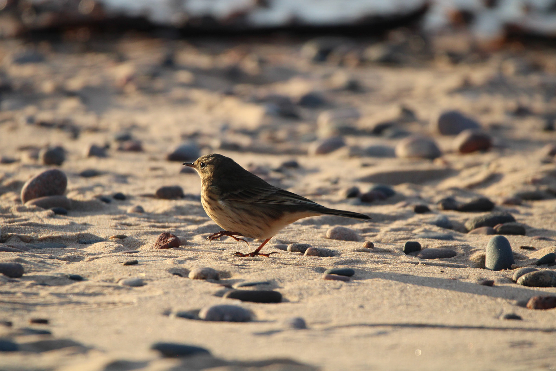 American Pipit