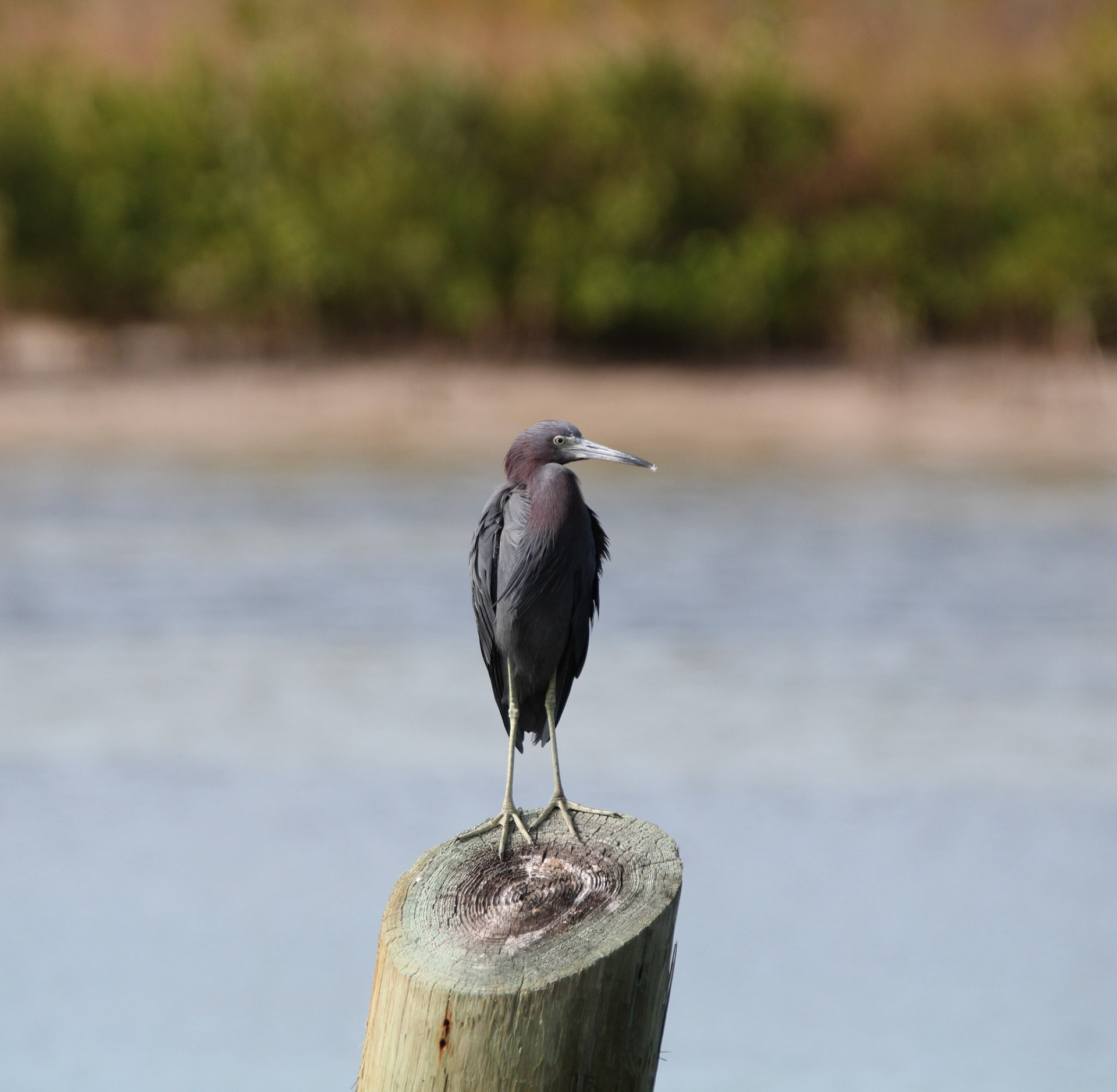 Little Blue Heron