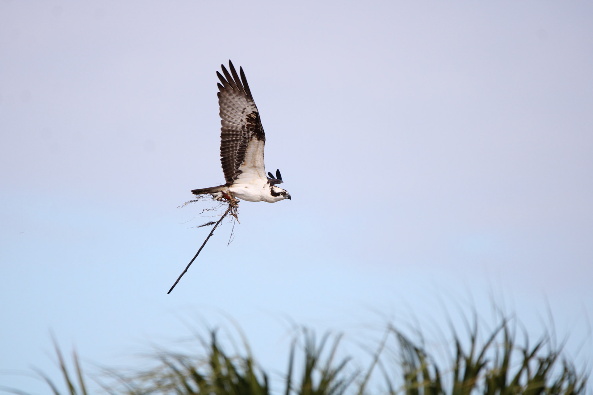 Osprey