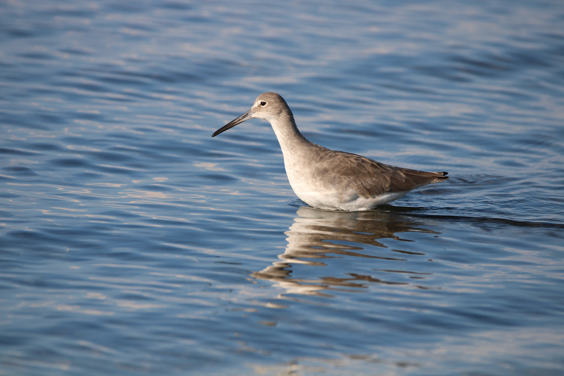 Willet
