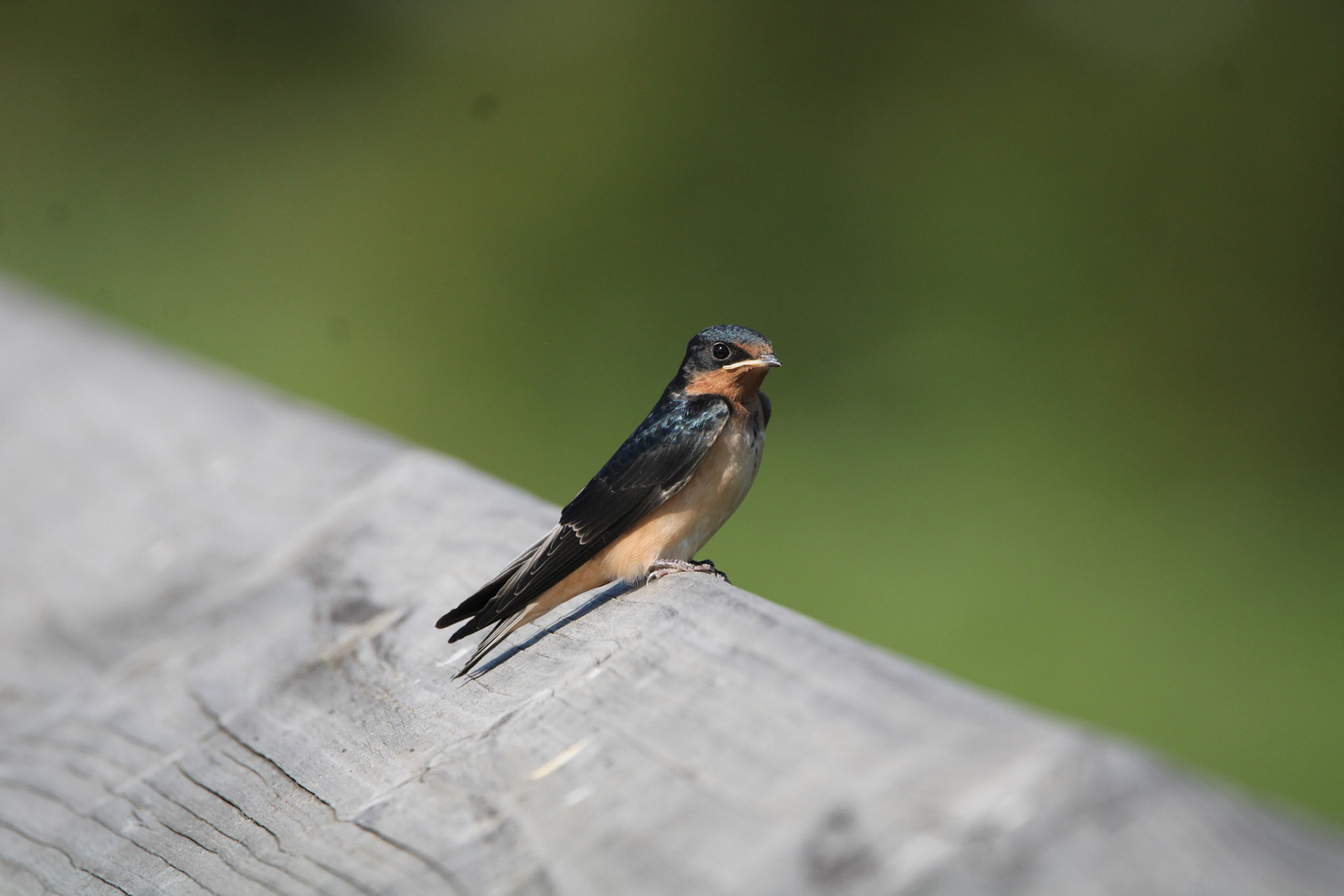 Barn Swallow