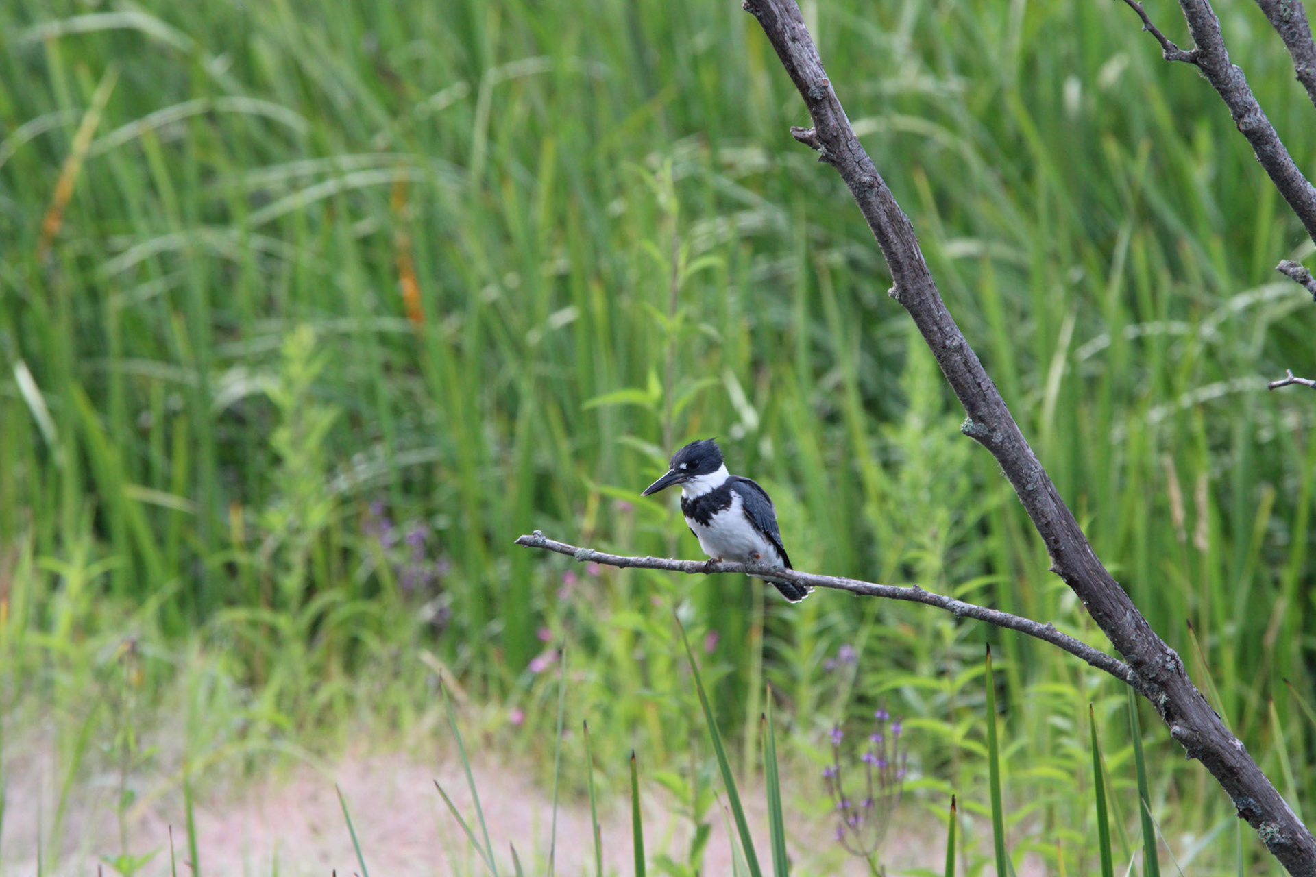 Belted Kingfisher