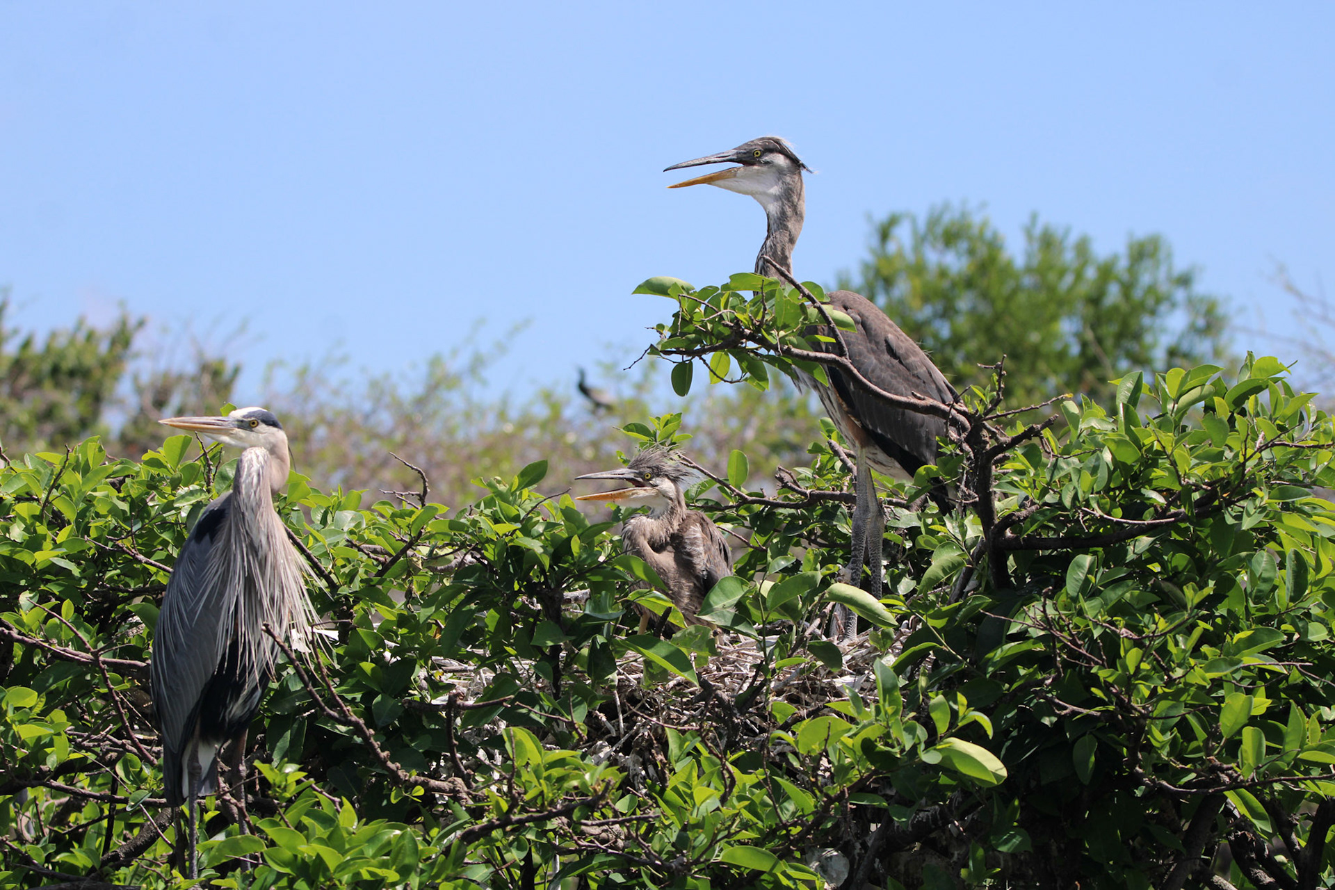 Great Blue Heron - Wakodahatchee Wetlands